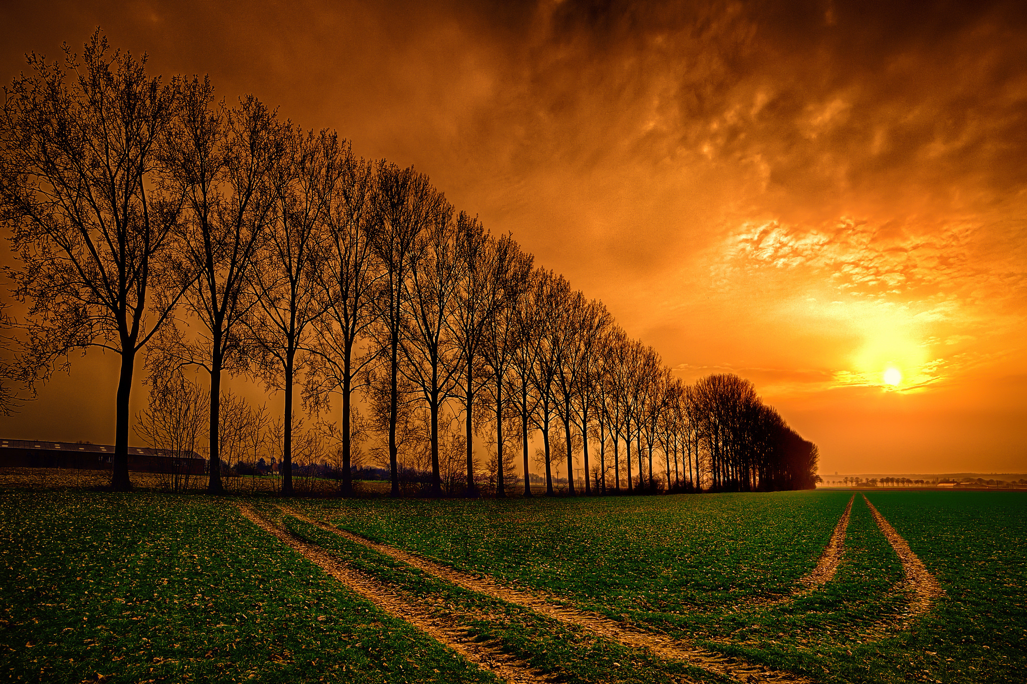 Download mobile wallpaper Sunset, Grass, Silhouette, Tree, Earth, Field, Path, Orange (Color) for free.