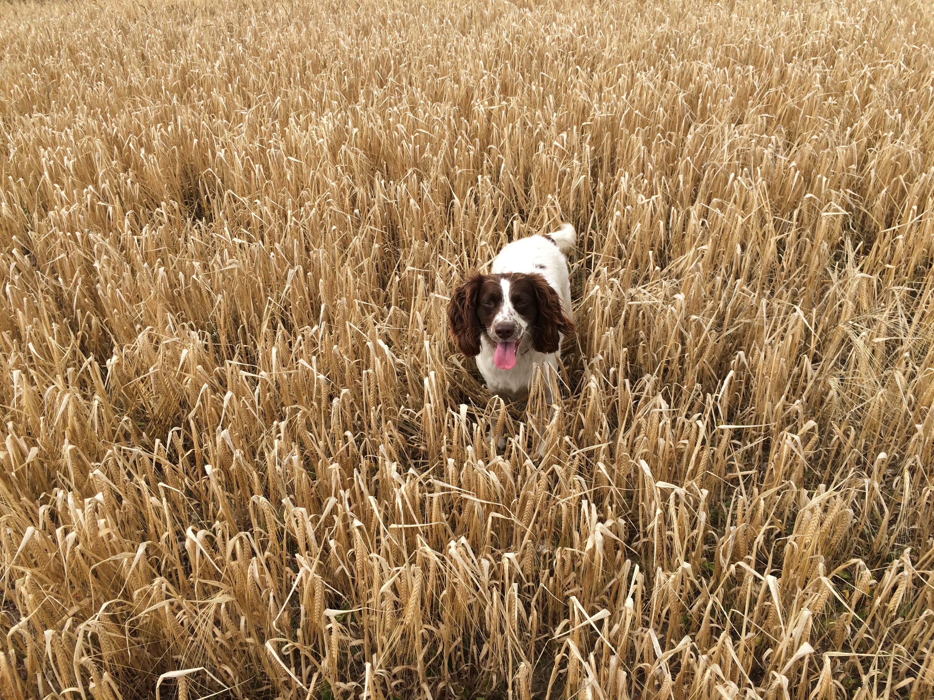 Download mobile wallpaper Animals, Grass, Field, Dog, Stroll for free.