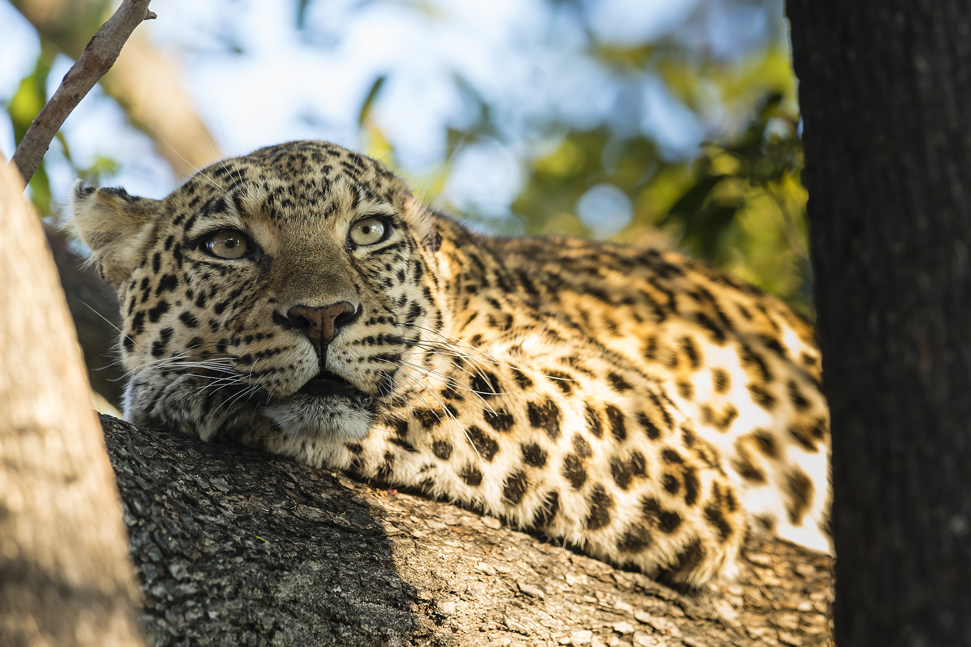 Baixar papel de parede para celular de Animais, Gatos, Leopardo gratuito.