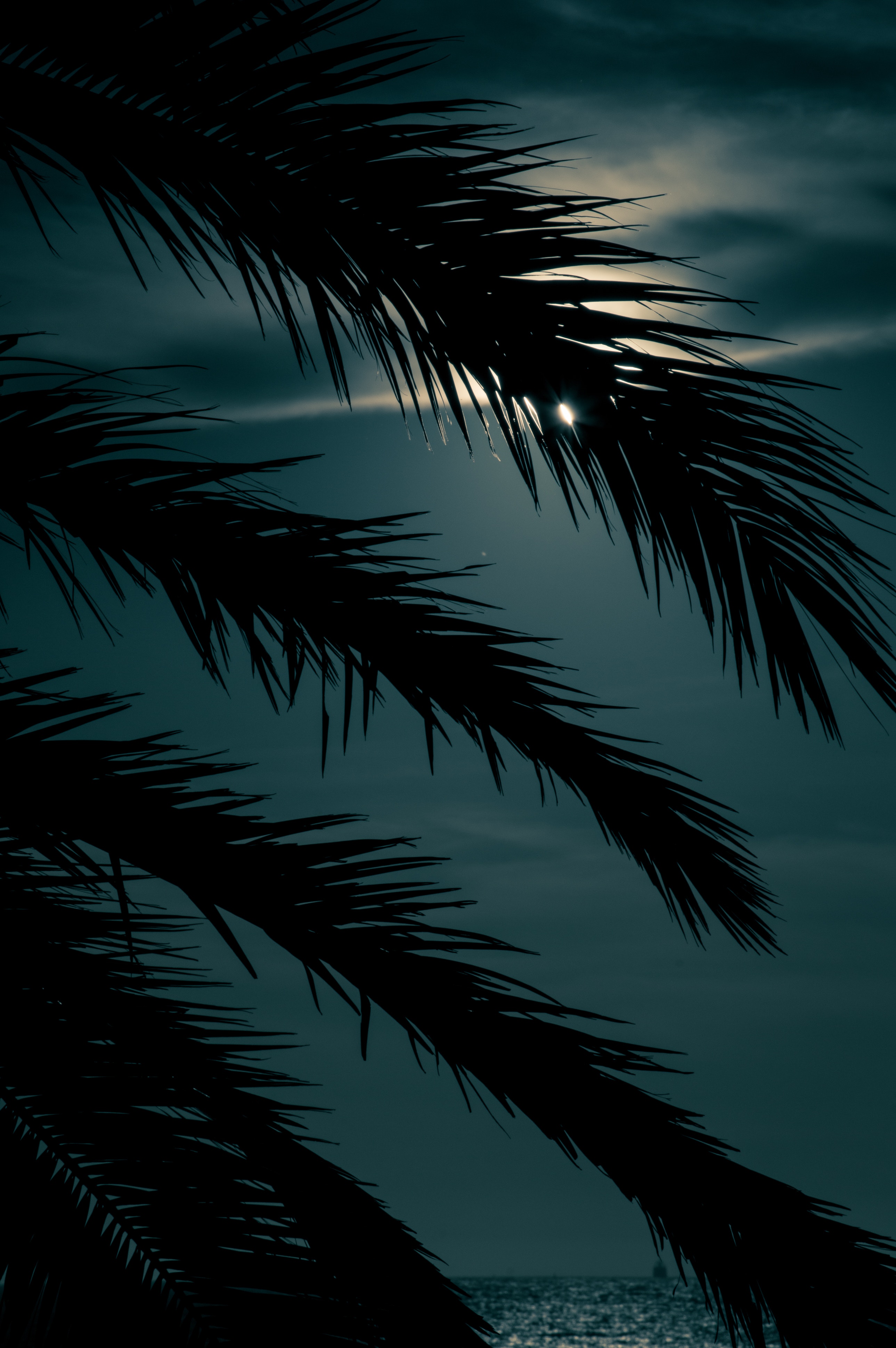 Download mobile wallpaper Branch, Palm, Leaves, Sunset, Night, Dark for free.