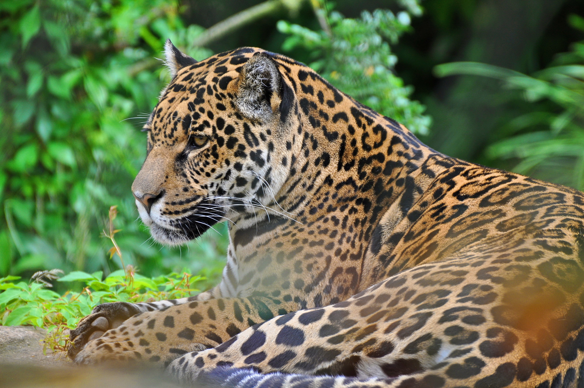 Download mobile wallpaper Jaguar, Cats, Animal for free.