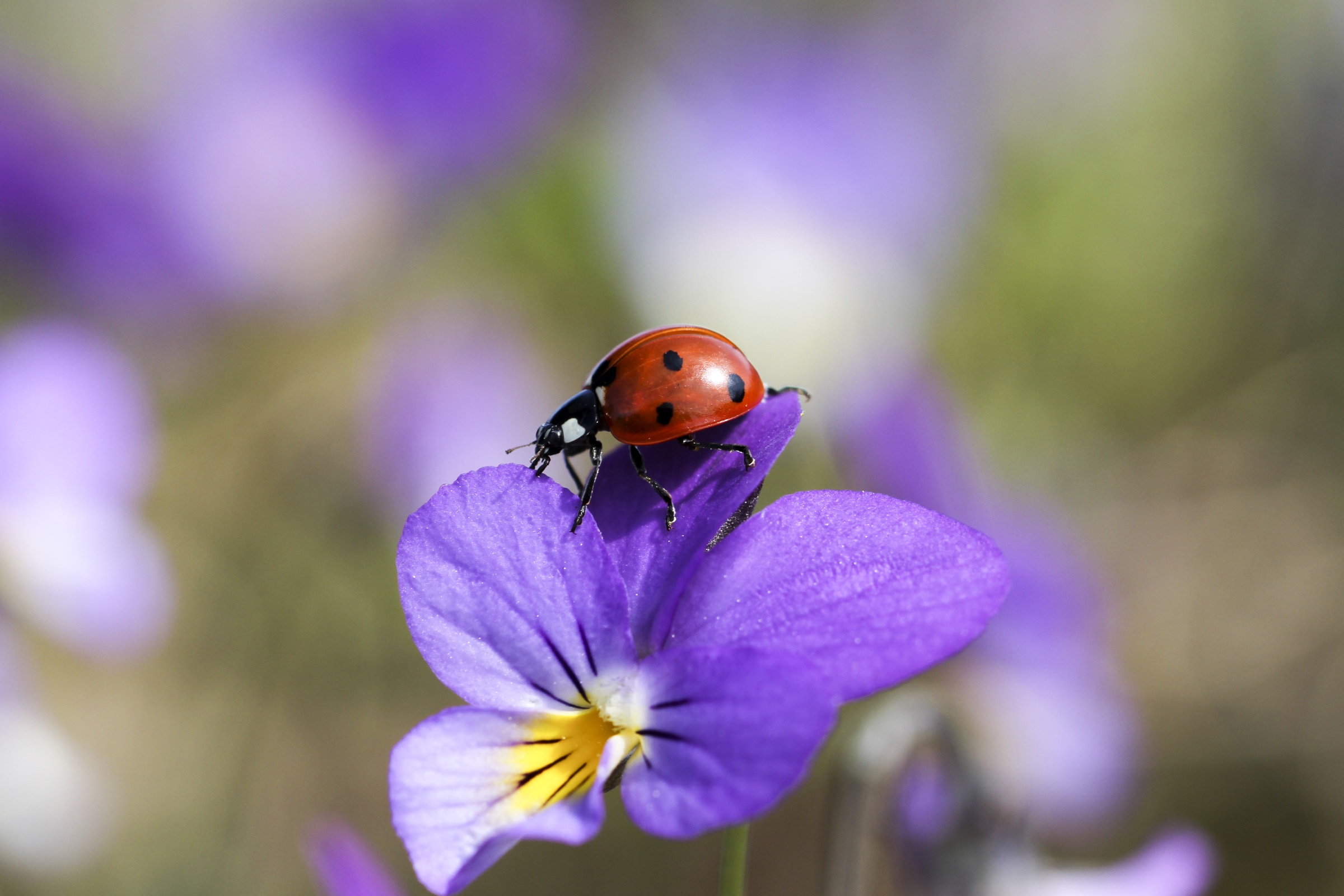 Download mobile wallpaper Macro, Blur, Insect, Animal, Ladybug, Purple Flower for free.