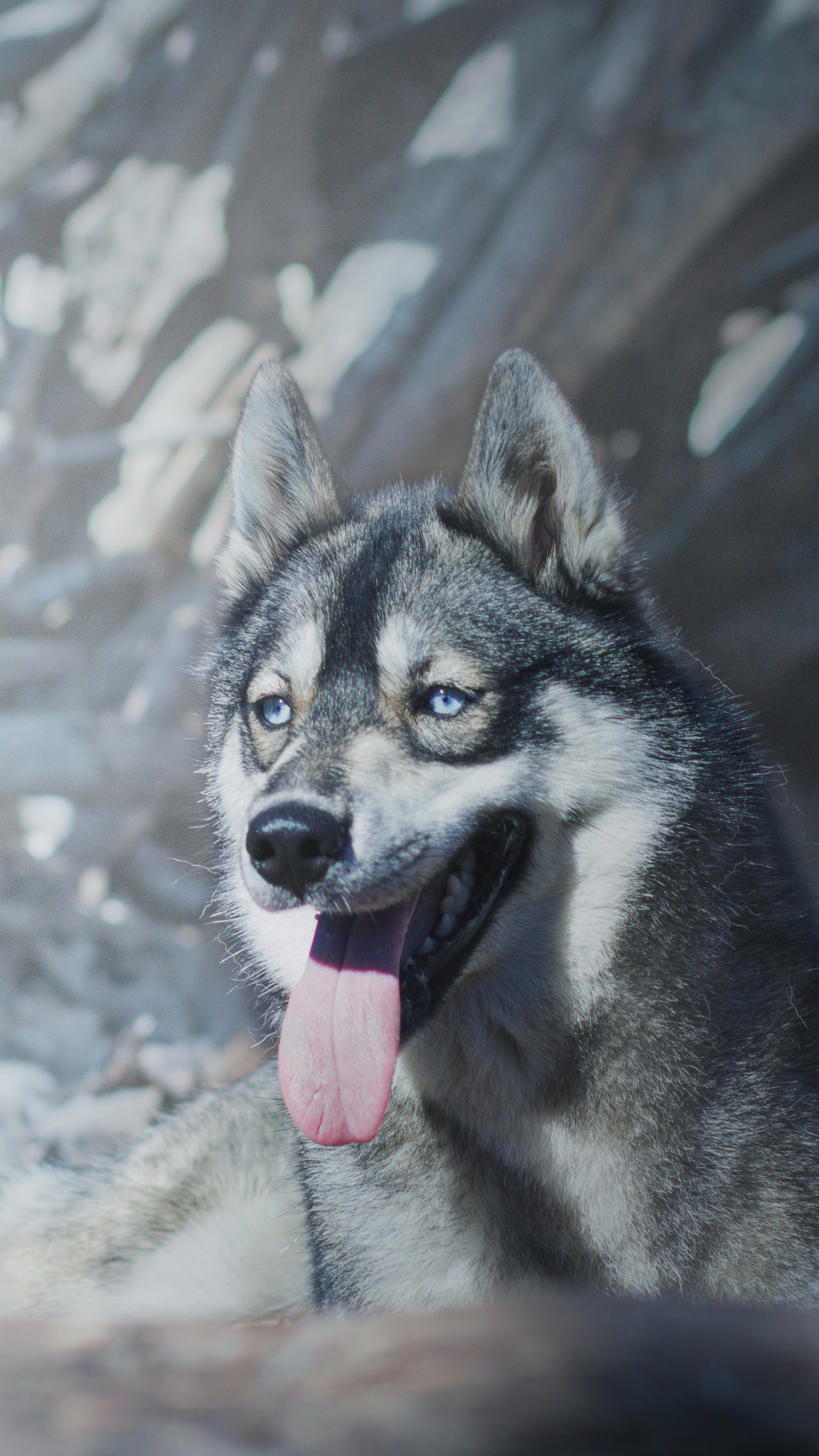 Download mobile wallpaper Wolf, Animal, Husky, Wolves for free.