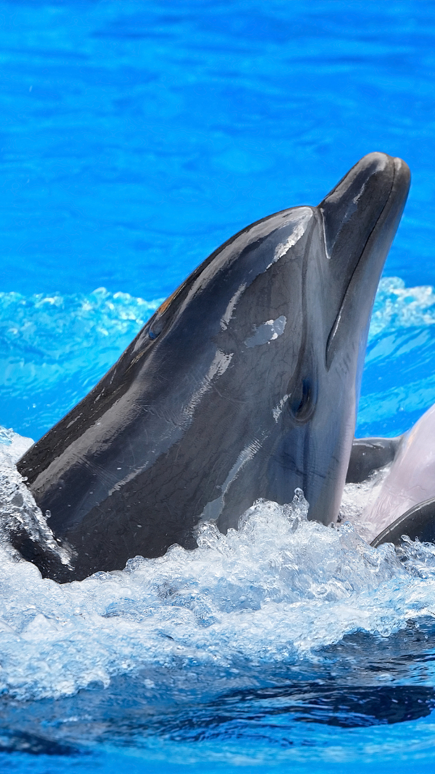 Handy-Wallpaper Delfin, Tiere kostenlos herunterladen.