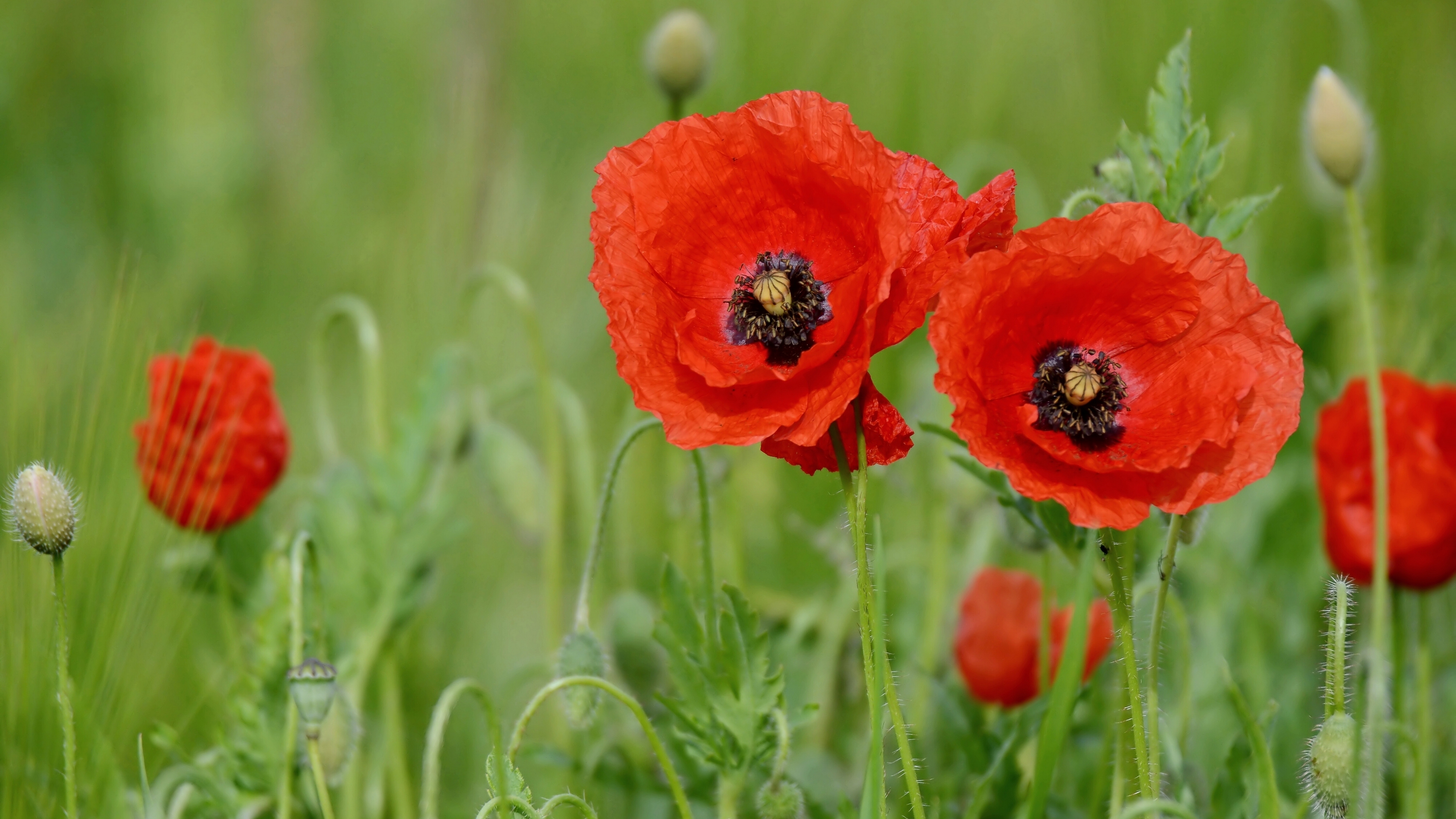 Download mobile wallpaper Nature, Flowers, Flower, Earth, Poppy, Red Flower for free.