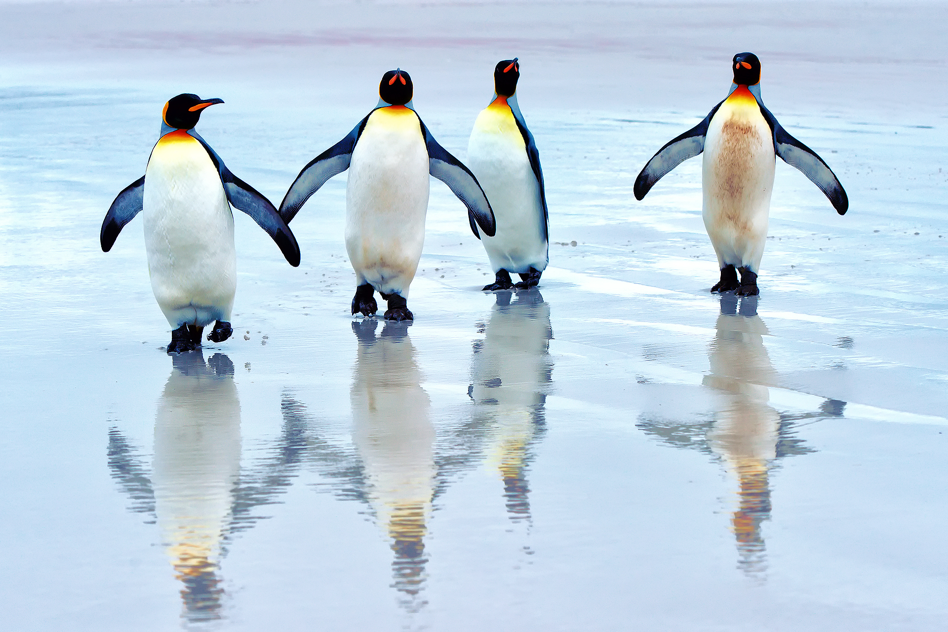 305910 Bild herunterladen tiere, pinguin, vogel, vögel - Hintergrundbilder und Bildschirmschoner kostenlos
