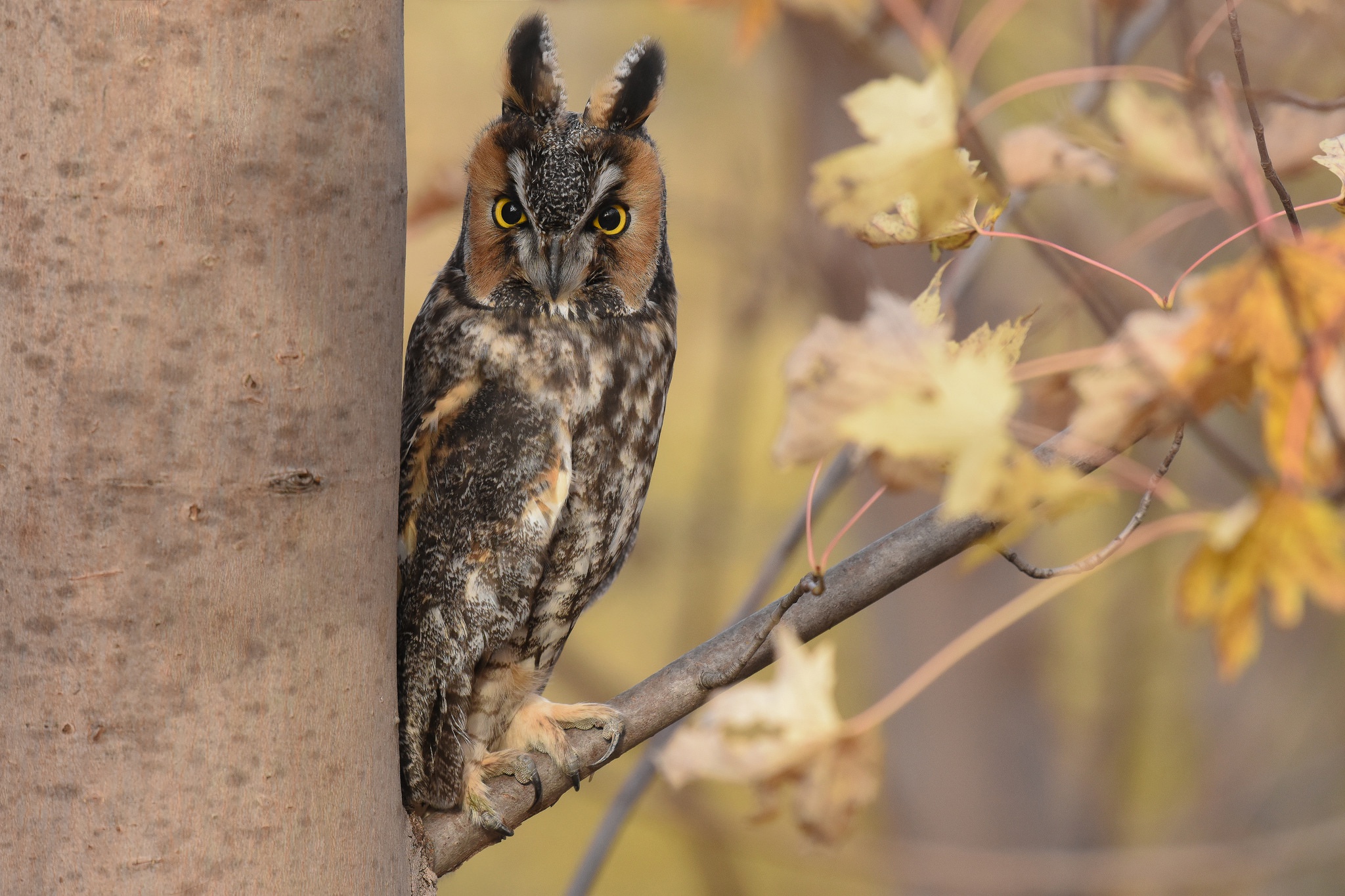 Download mobile wallpaper Birds, Owl, Bird, Animal, Long Eared Owl for free.