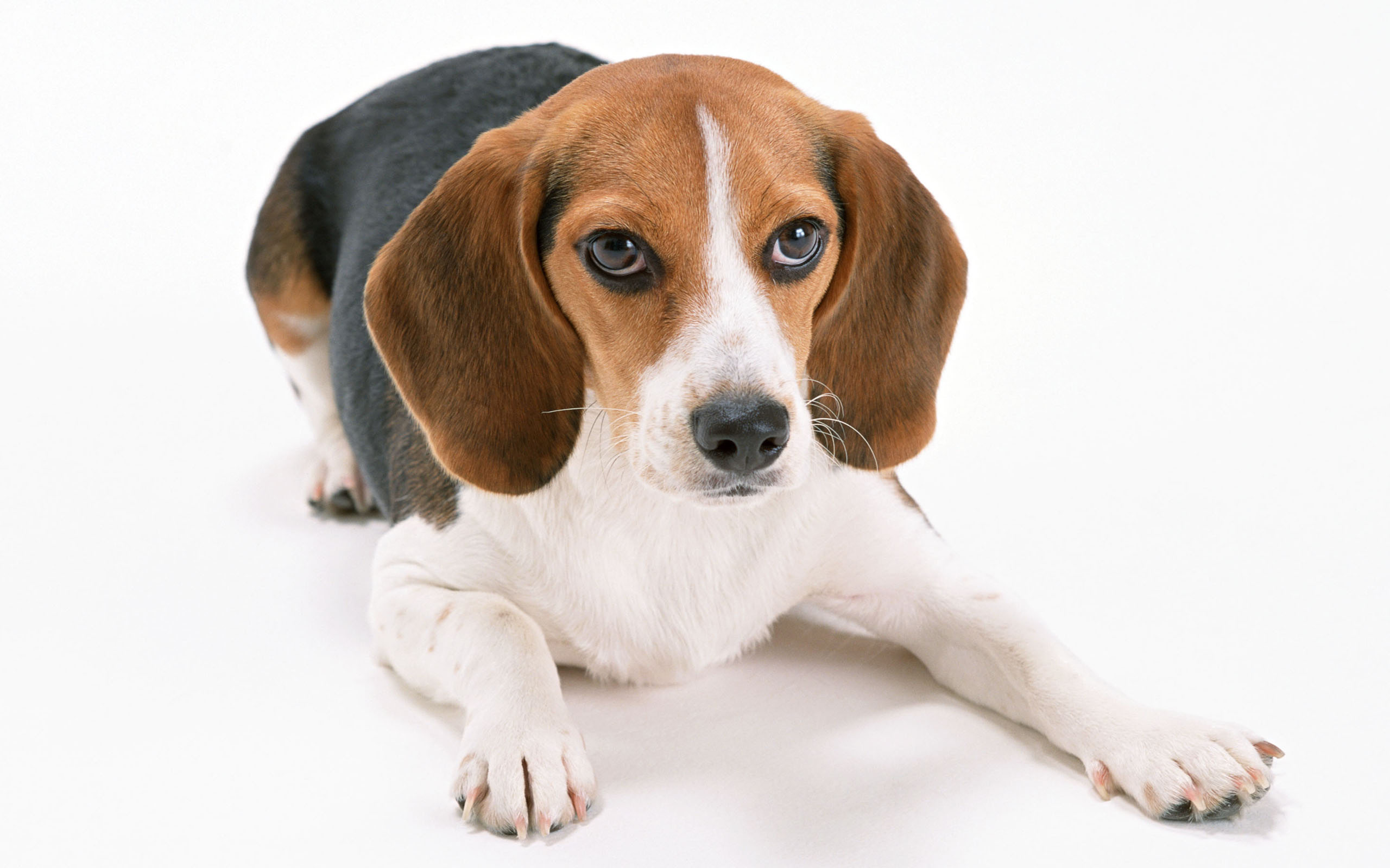 Download mobile wallpaper Beagle, Dogs, Dog, Animal for free.