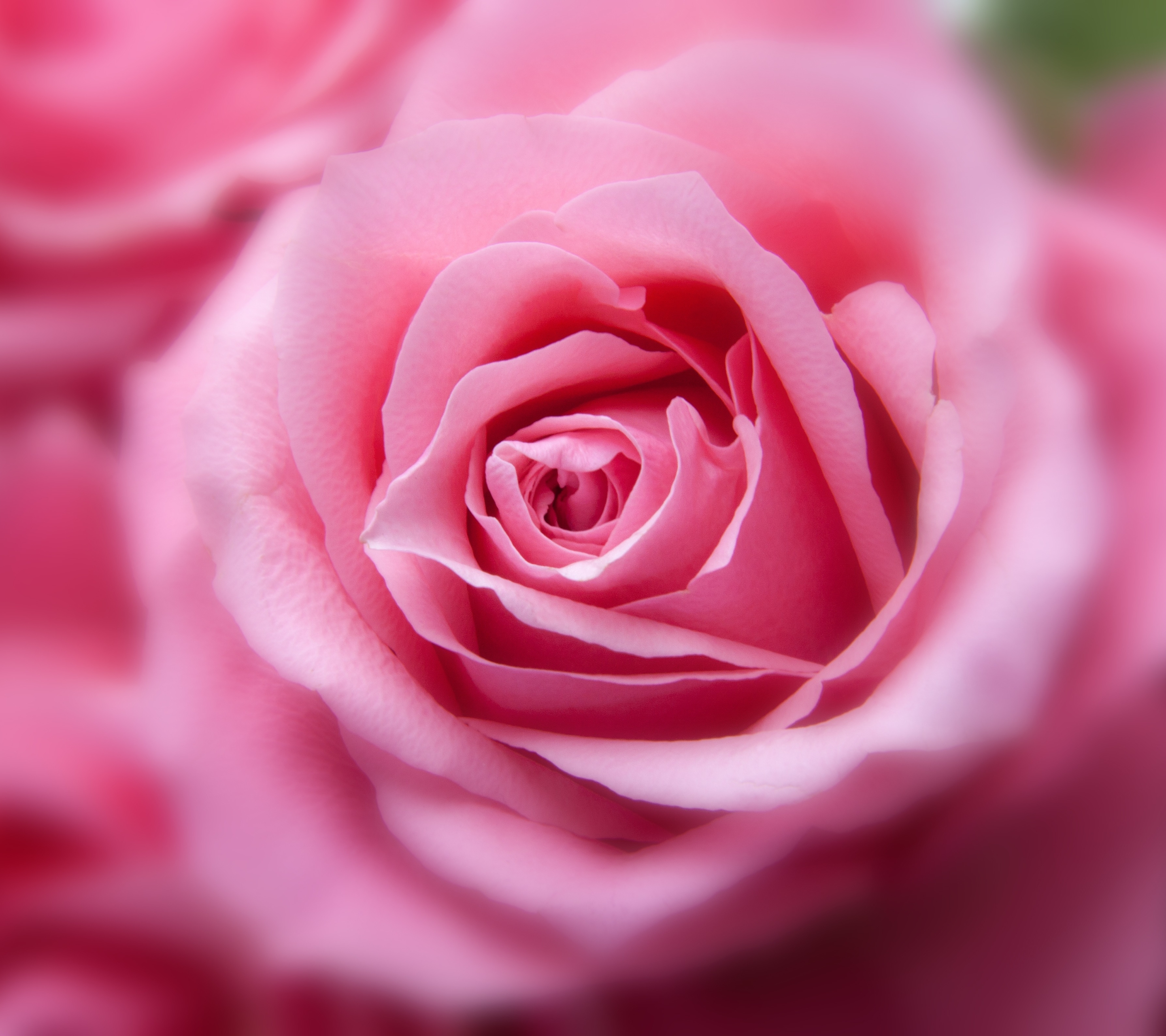 Free download wallpaper Nature, Flowers, Rose, Bud, Close Up, Earth, Pink Flower on your PC desktop
