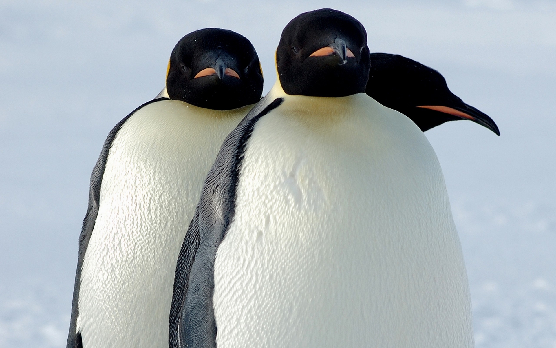 292763 скачать обои животные, императорский пингвин, птицы - заставки и картинки бесплатно