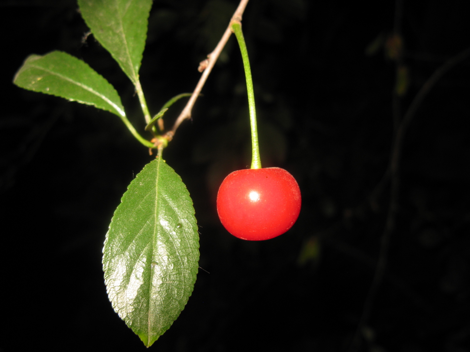 Free download wallpaper Plants, Cherry, Fruits on your PC desktop