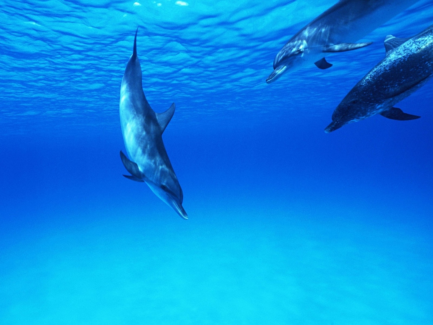 42681 baixar imagens animais, golfinhos, azul - papéis de parede e protetores de tela gratuitamente