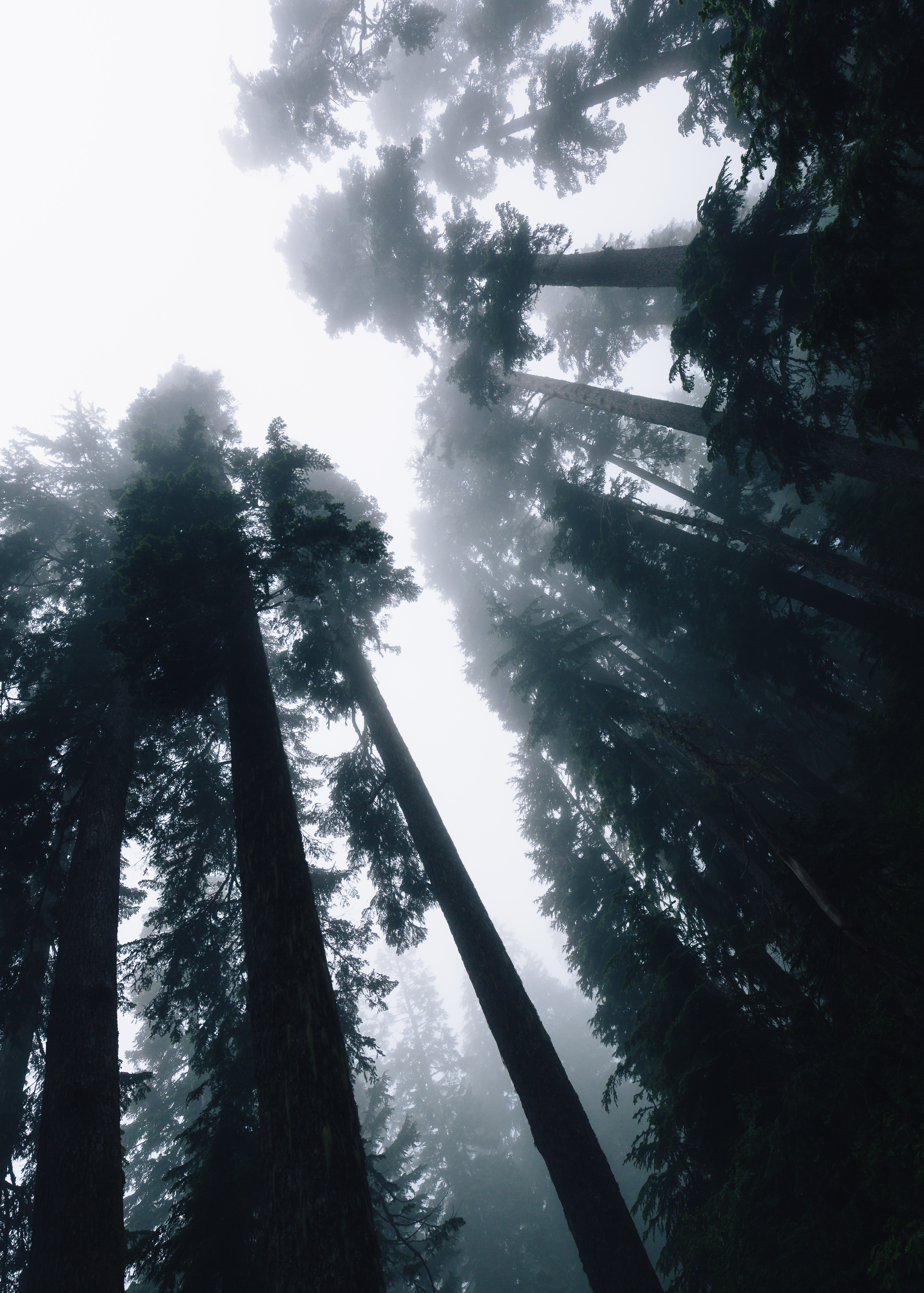 Free download wallpaper Trees, Sky, Shine, Light, Bottom View, Nature, Forest, Fog on your PC desktop