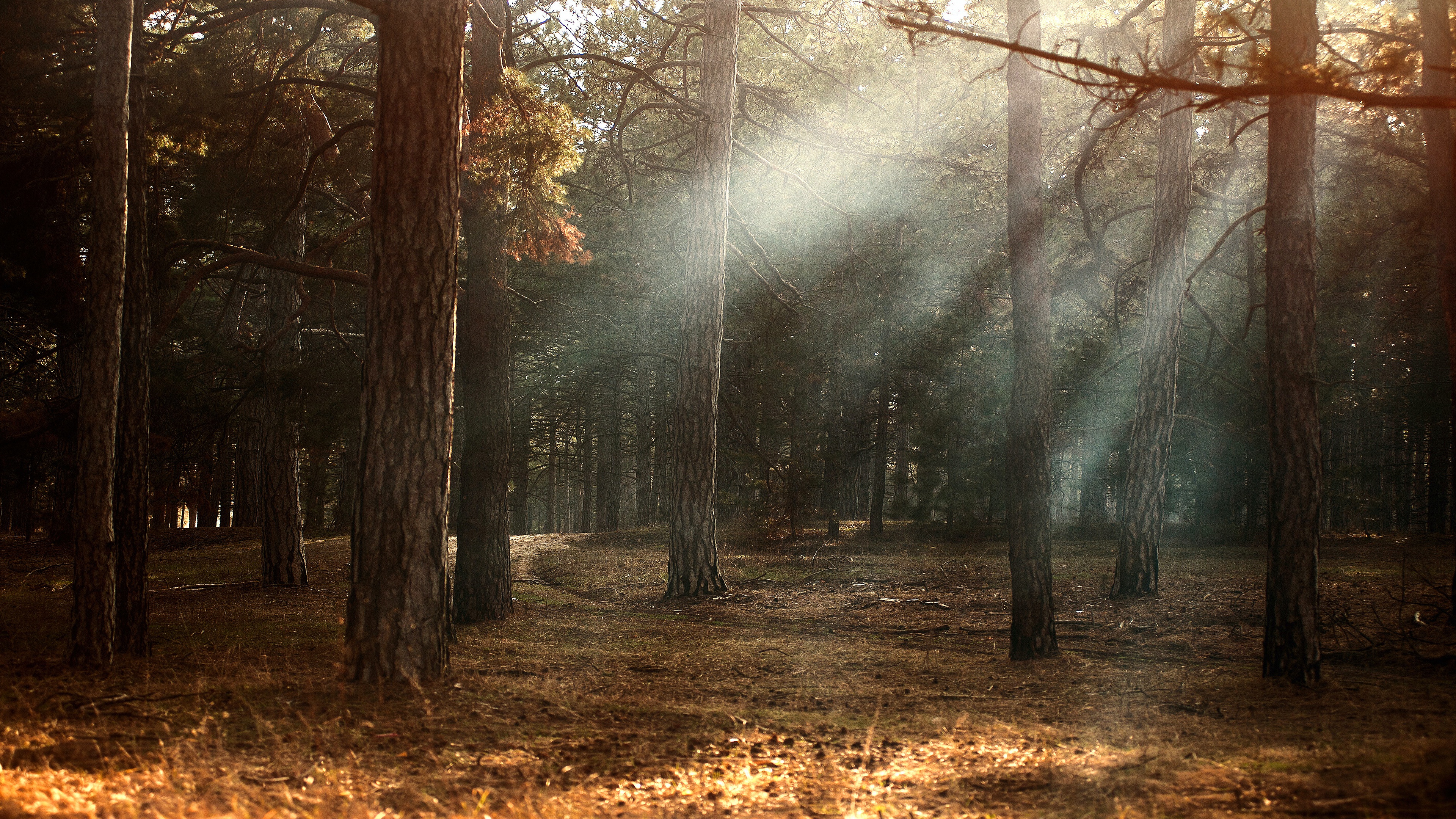 Download mobile wallpaper Forest, Fog, Fall, Earth, Sunbeam, Pine Tree for free.