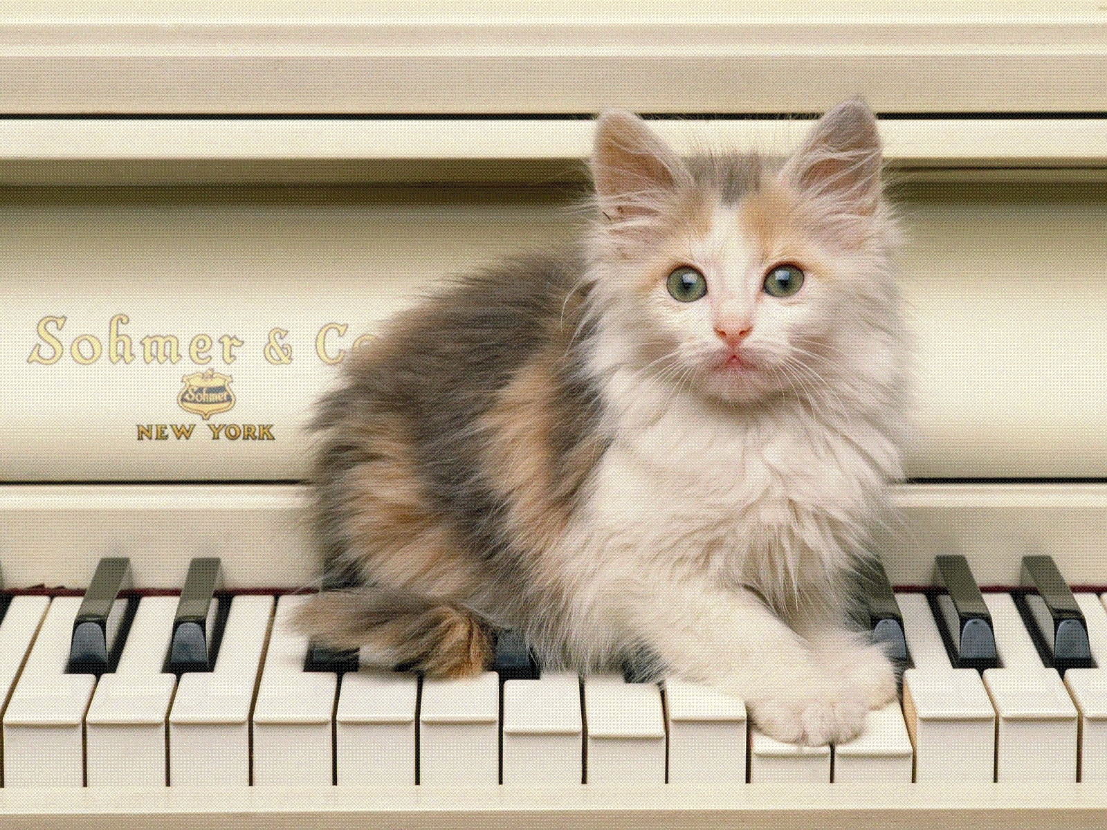 Baixe gratuitamente a imagem Animais, Gatos na área de trabalho do seu PC