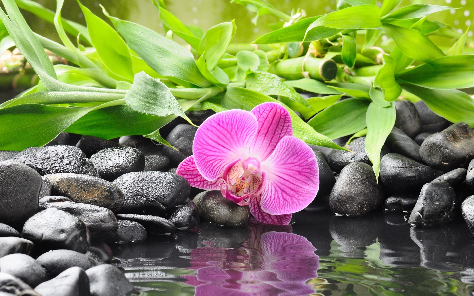 Free download wallpaper Plants, Water, Flowers on your PC desktop