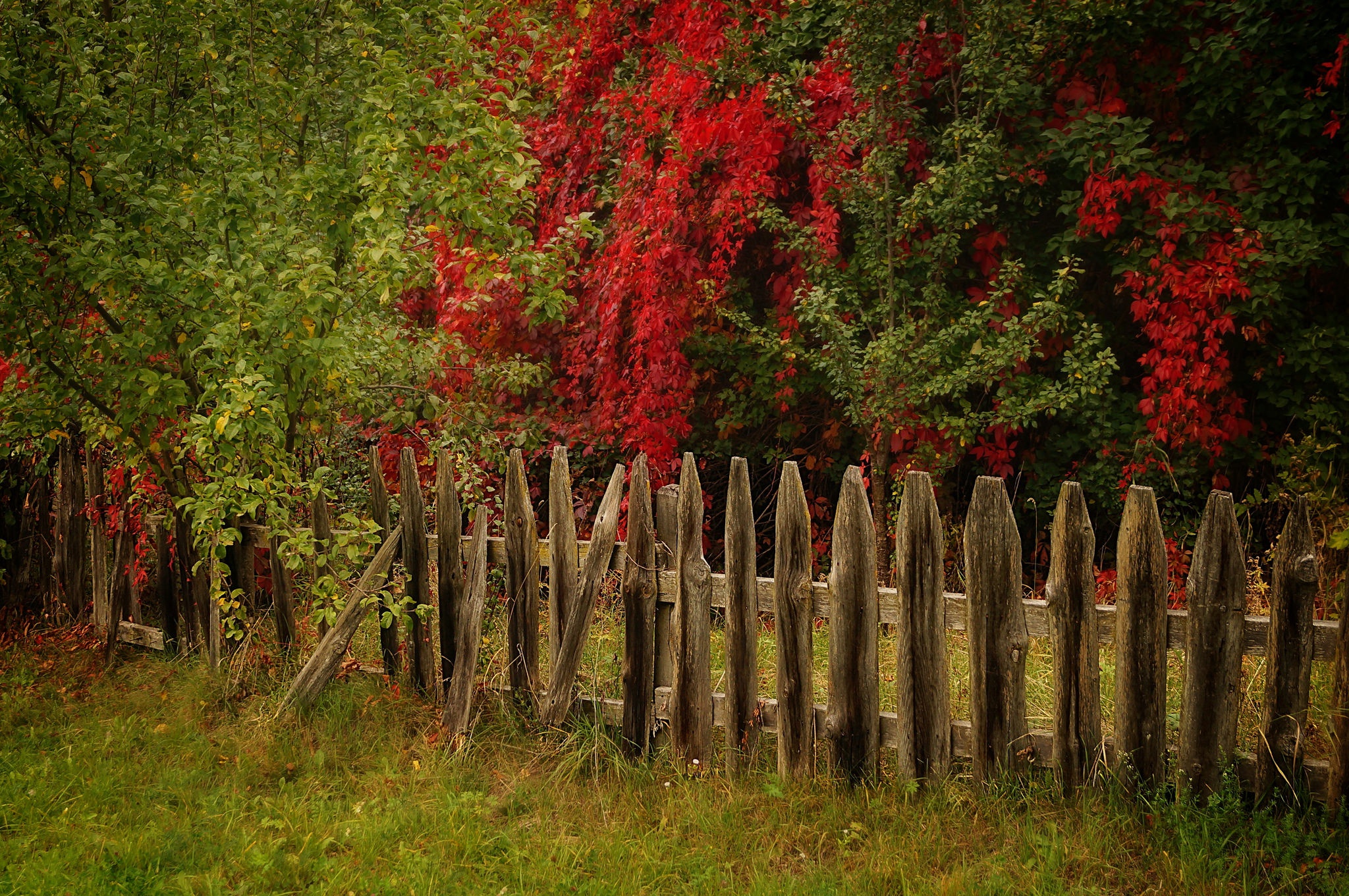 Download mobile wallpaper Grass, Fence, Man Made for free.