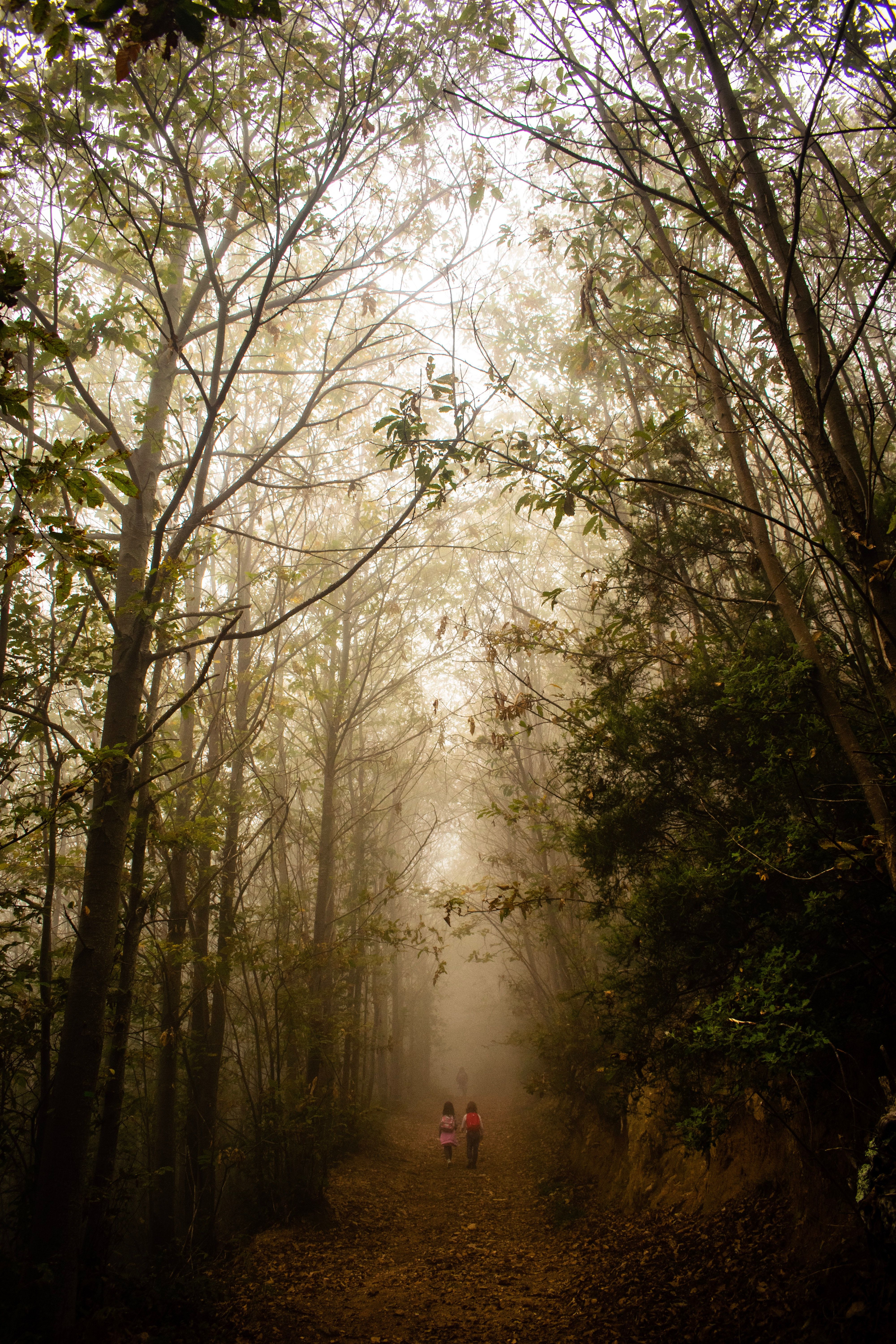 Download mobile wallpaper Forest, Stroll, Path, Fog, Nature, Children for free.