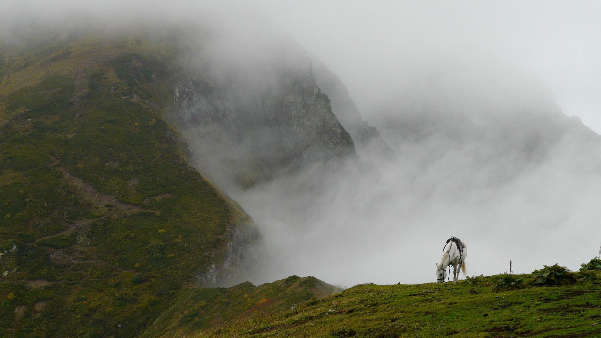 103258 скачать картинку лошадь, животные, трава, горный туман - обои и заставки бесплатно