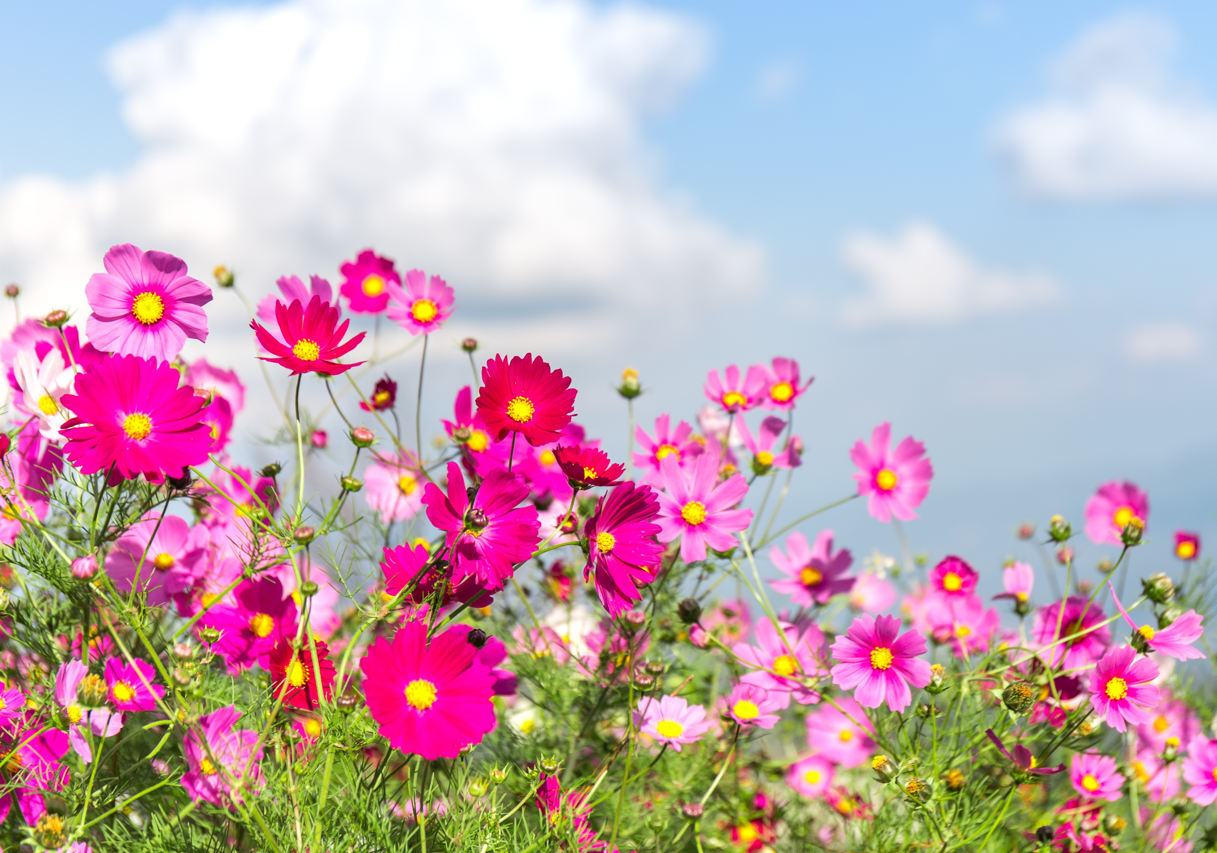 Téléchargez gratuitement l'image Fleurs, Fleur, Cosmos, Terre/nature, Fleur Rose sur le bureau de votre PC