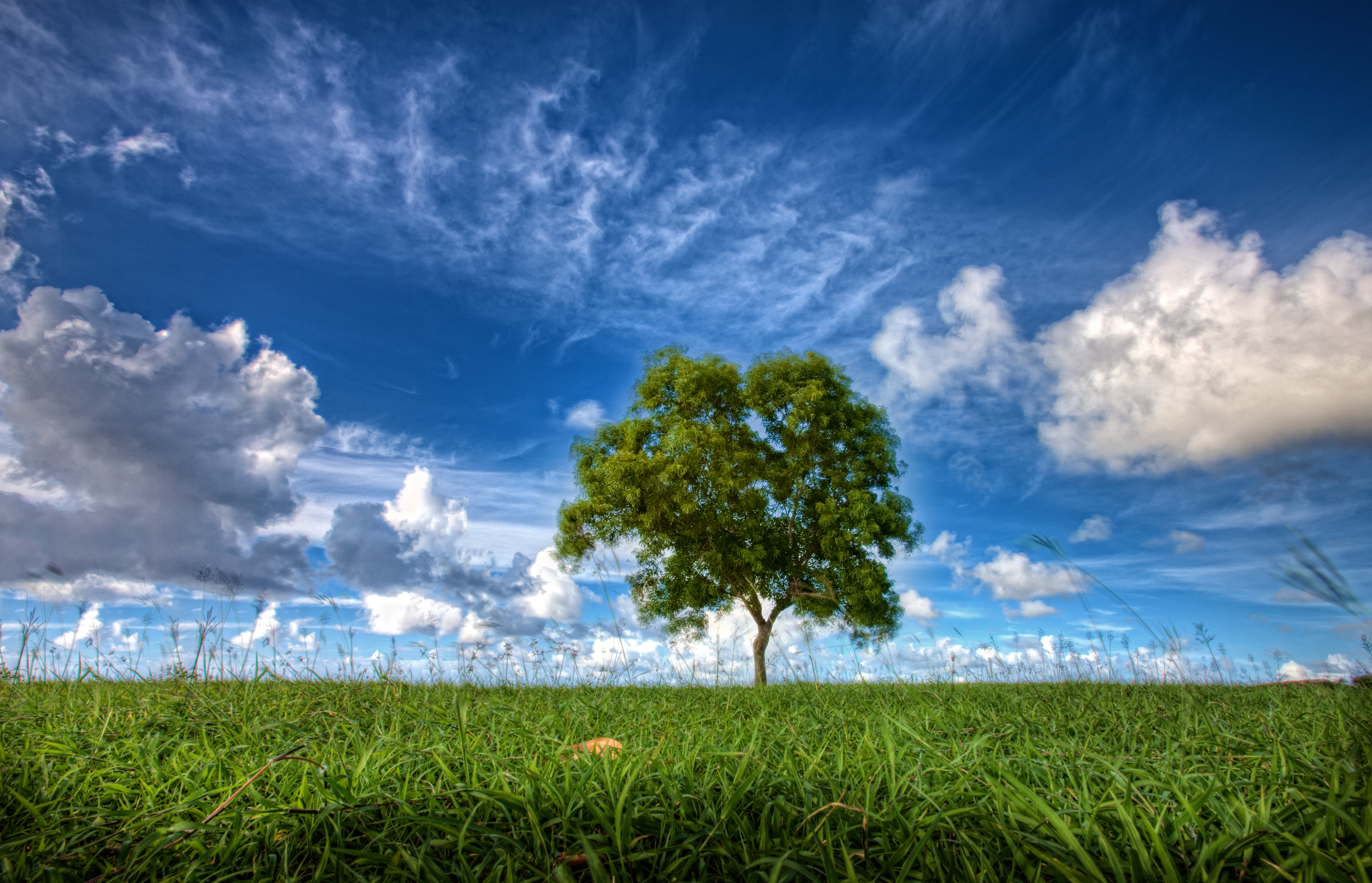 field, tree, nature, sky, wood Phone Background