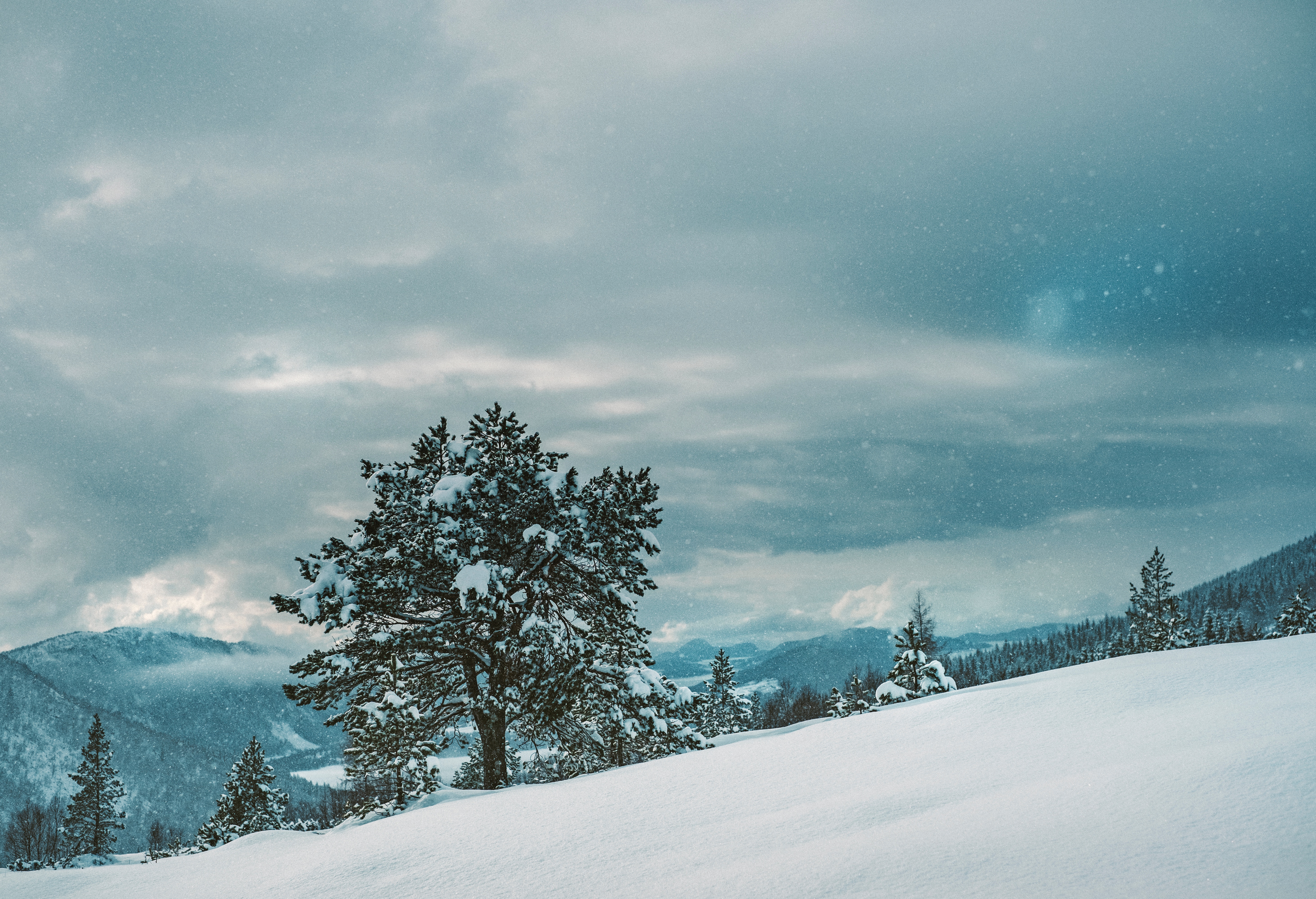 Скачати мобільні шпалери Природа, Сніг, Дерево, Зима безкоштовно.