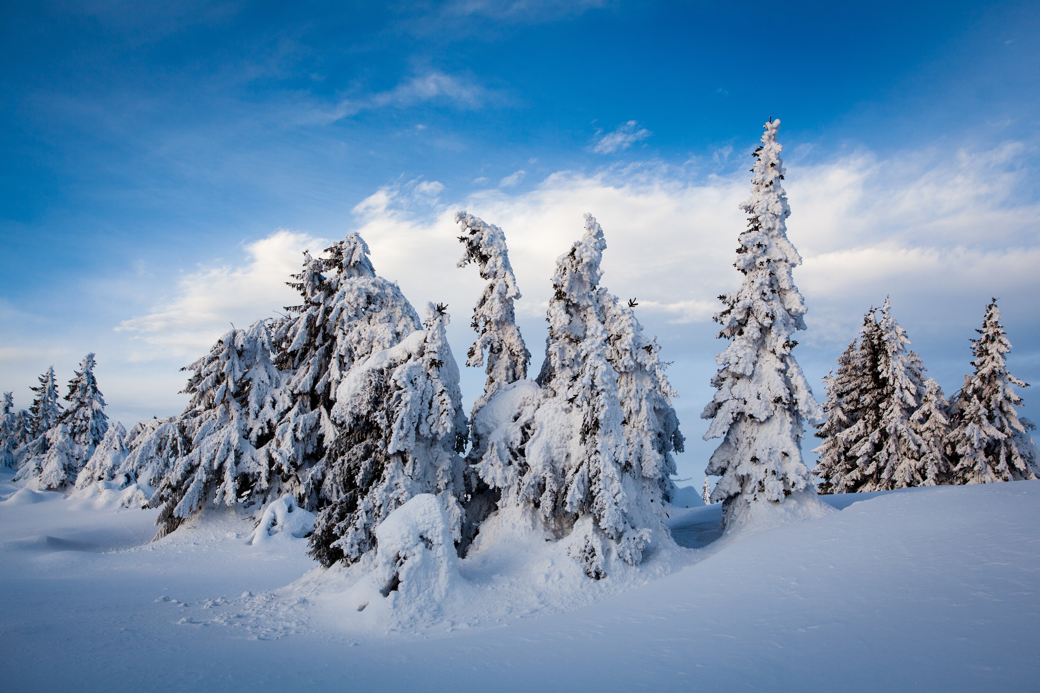 Download mobile wallpaper Winter, Snow, Earth, Norway, Fir Tree for free.