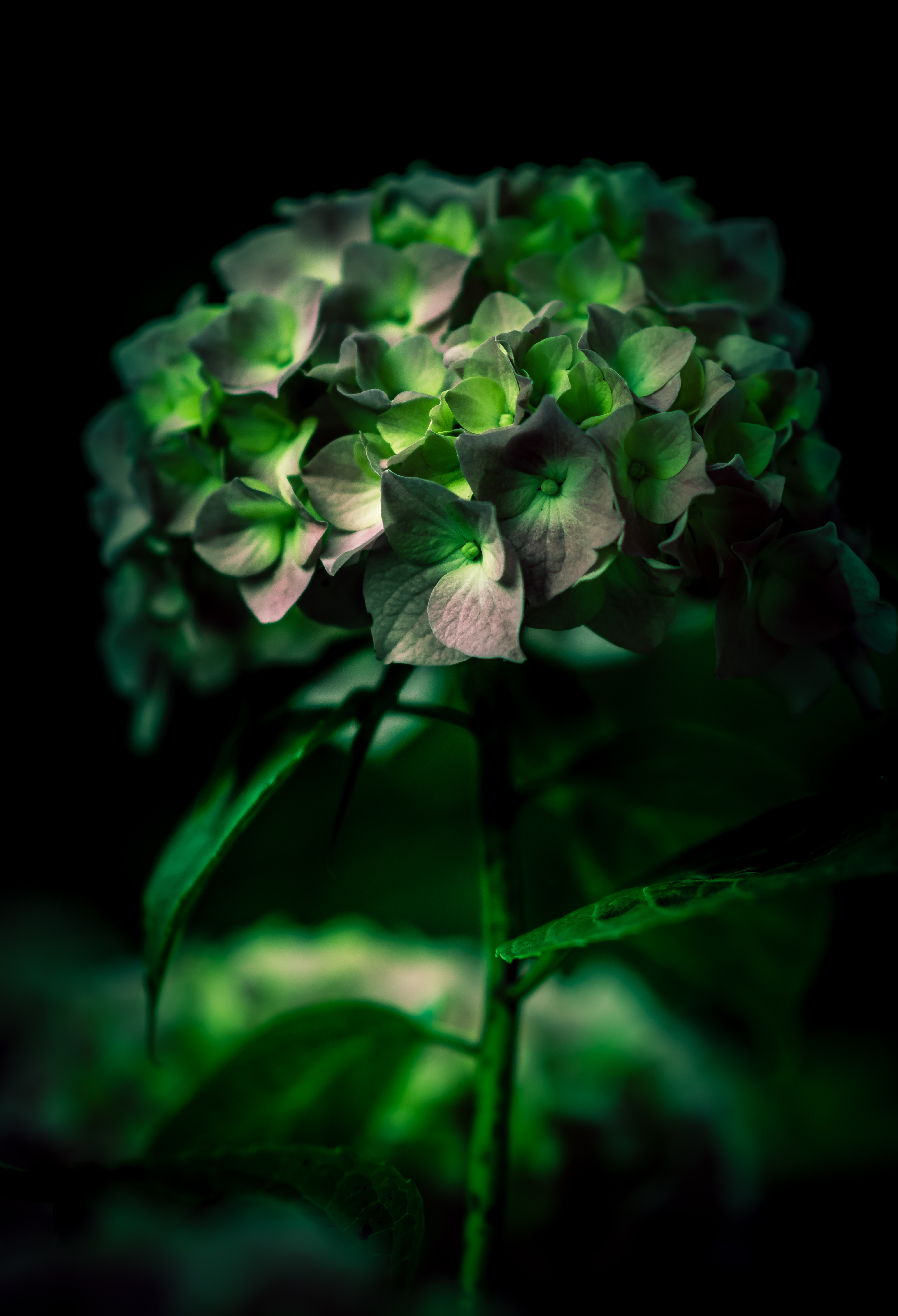 vertical wallpaper hydrangea, green, flower, macro, close up