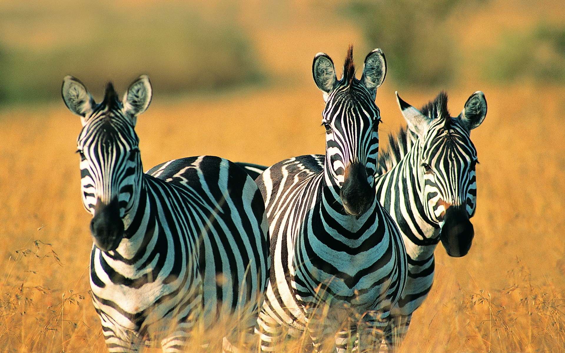 556813 baixar imagens animais, zebra - papéis de parede e protetores de tela gratuitamente