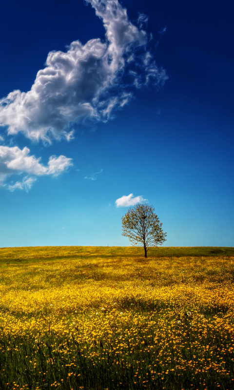 Download mobile wallpaper Sky, Earth, Cloud, Lonely Tree for free.