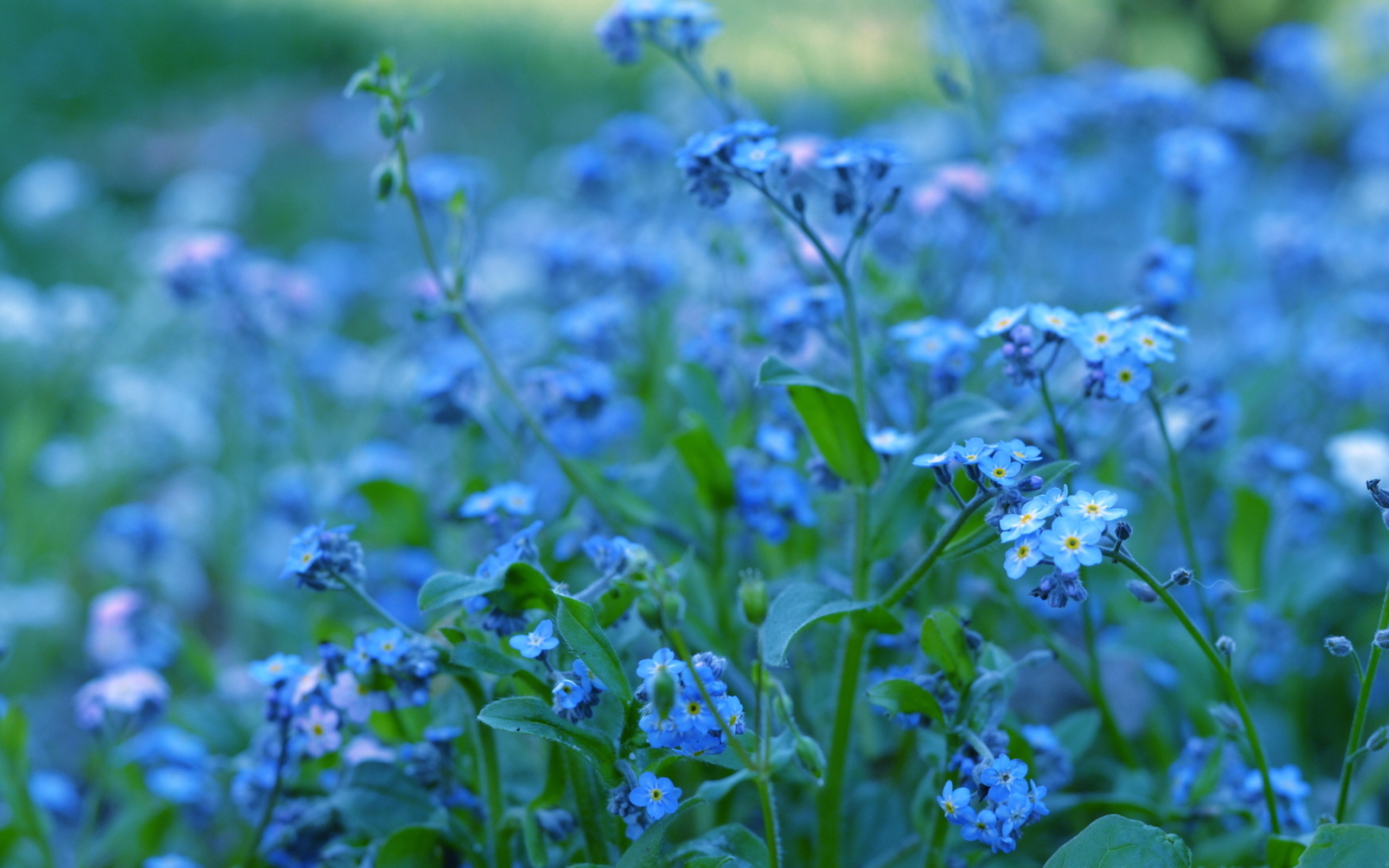 Descarga gratis la imagen Flores, Flor, Tierra/naturaleza en el escritorio de tu PC