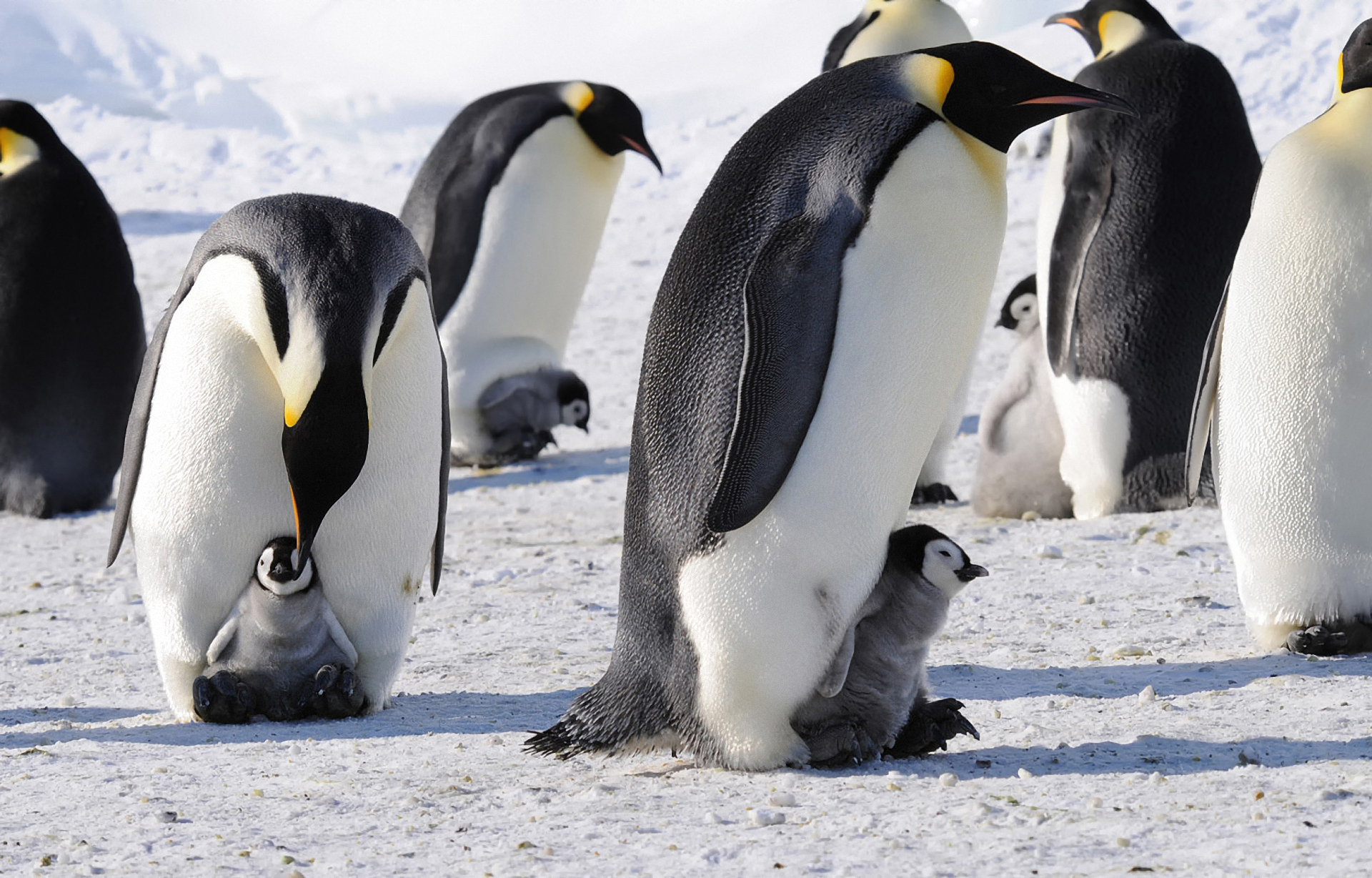 277675 descargar fondo de pantalla animales, pingüino emperador, aves: protectores de pantalla e imágenes gratis