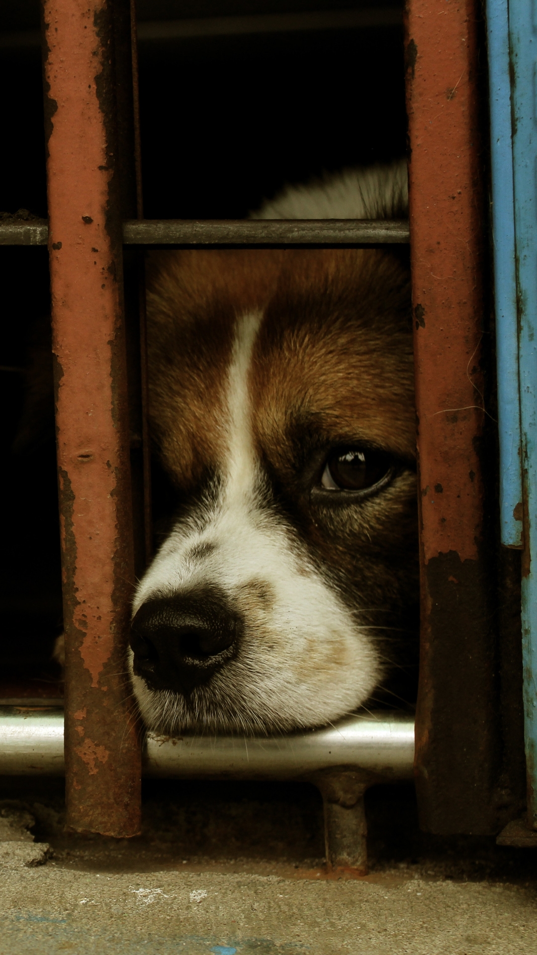 Téléchargez des papiers peints mobile Animaux, Chiens, Chien, Triste gratuitement.