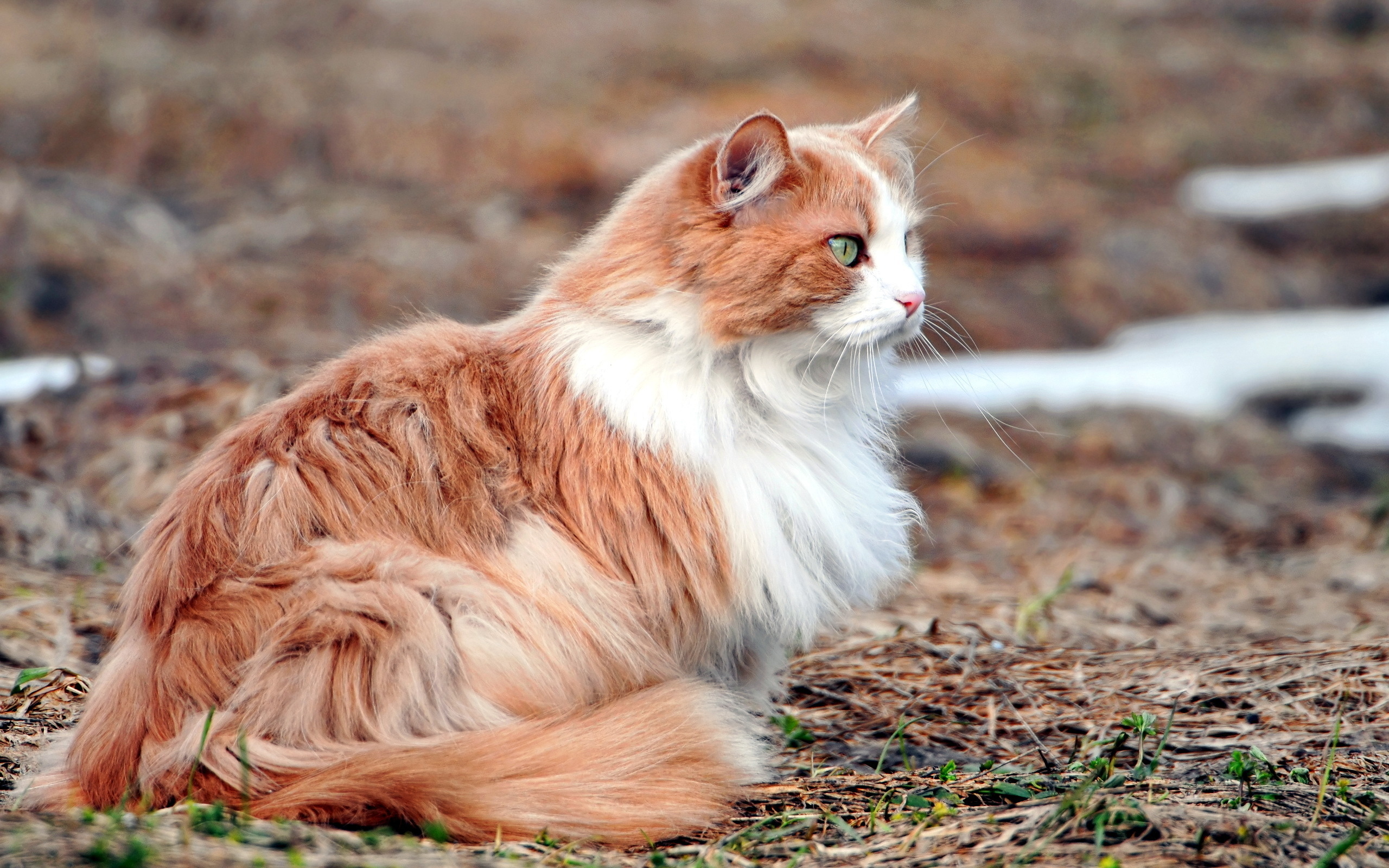 Descarga gratuita de fondo de pantalla para móvil de Gato, Gatos, Animales.