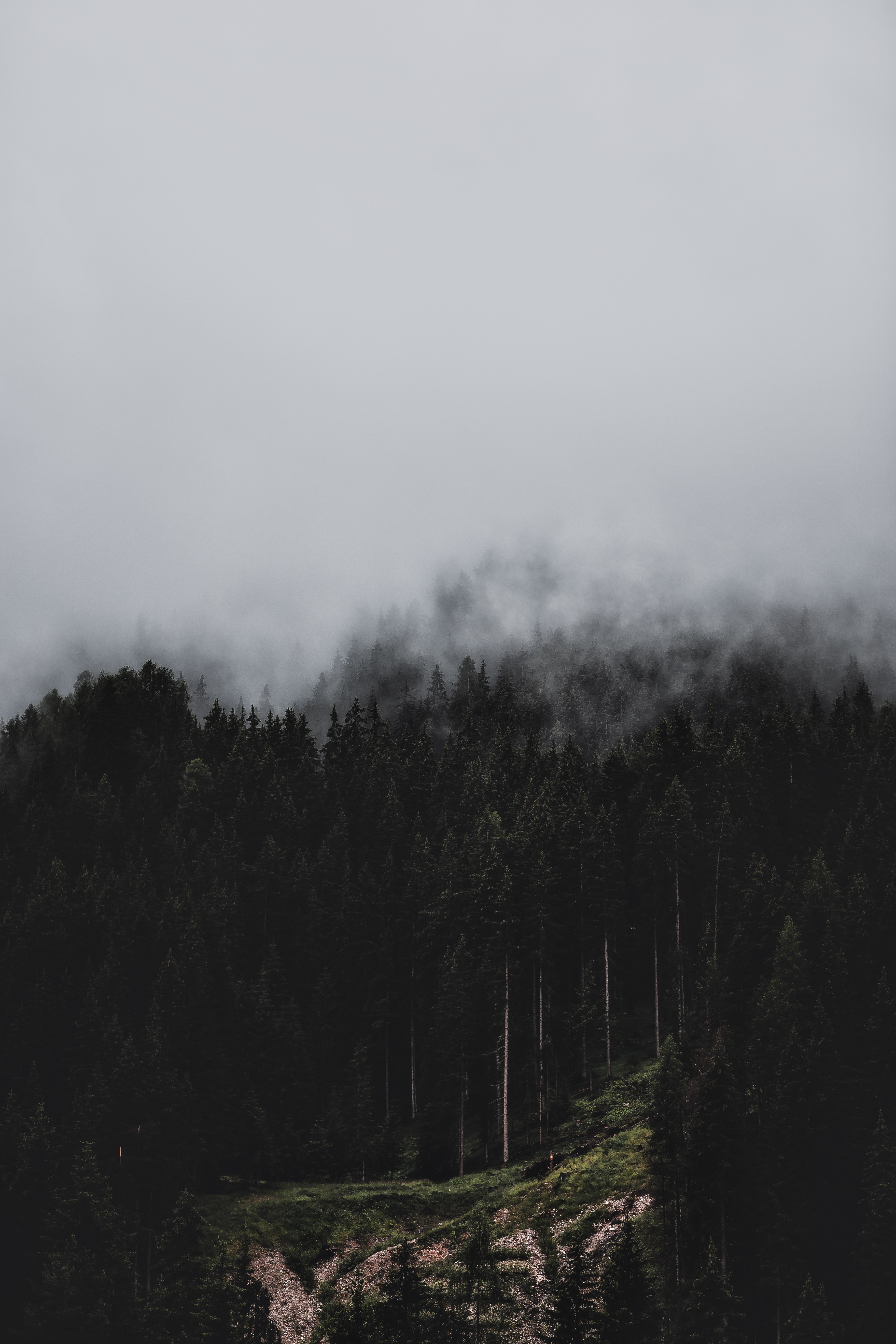 Free download wallpaper Trees, Forest, Fog, Pine, Nature on your PC desktop
