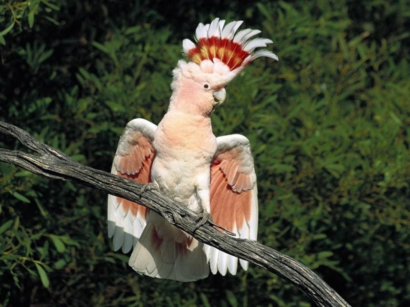 Téléchargez des papiers peints mobile Animaux, Oiseaux, Perroquets gratuitement.
