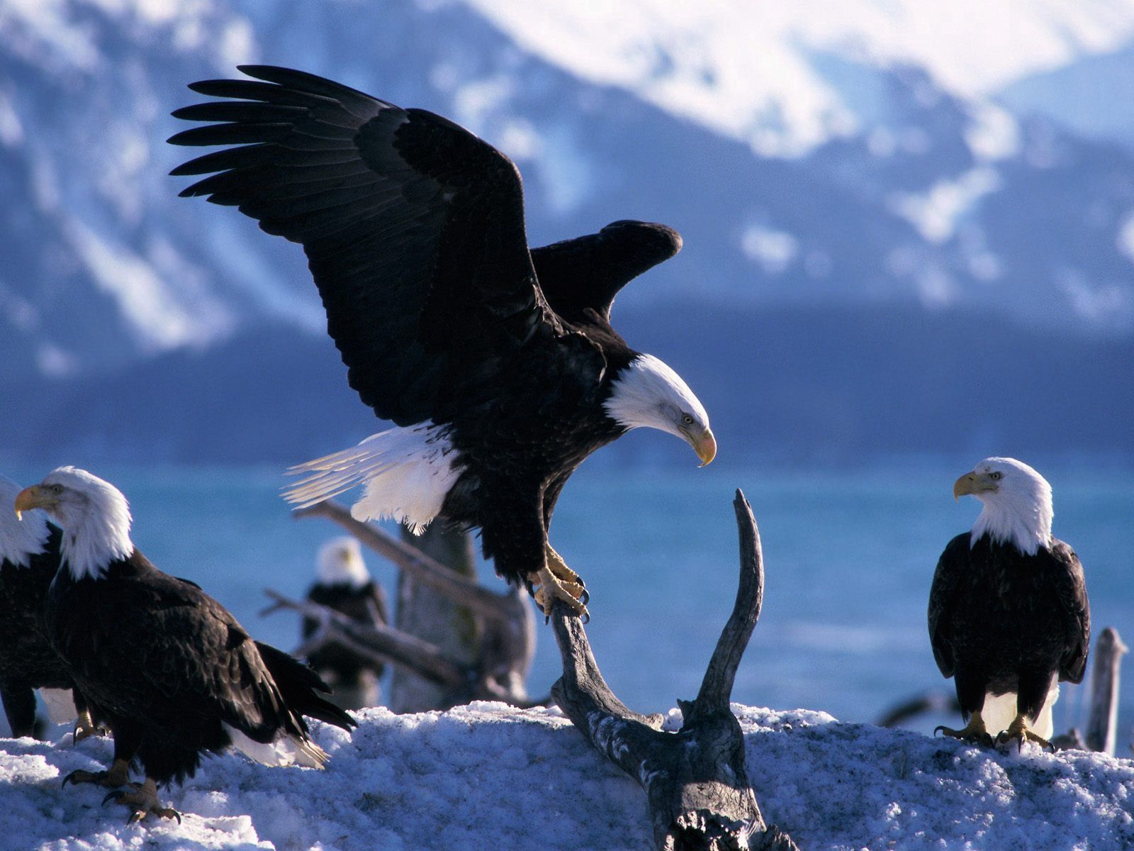 106625 скачать обои хищники, орел, животные, полет, птицы, взмах - заставки и картинки бесплатно