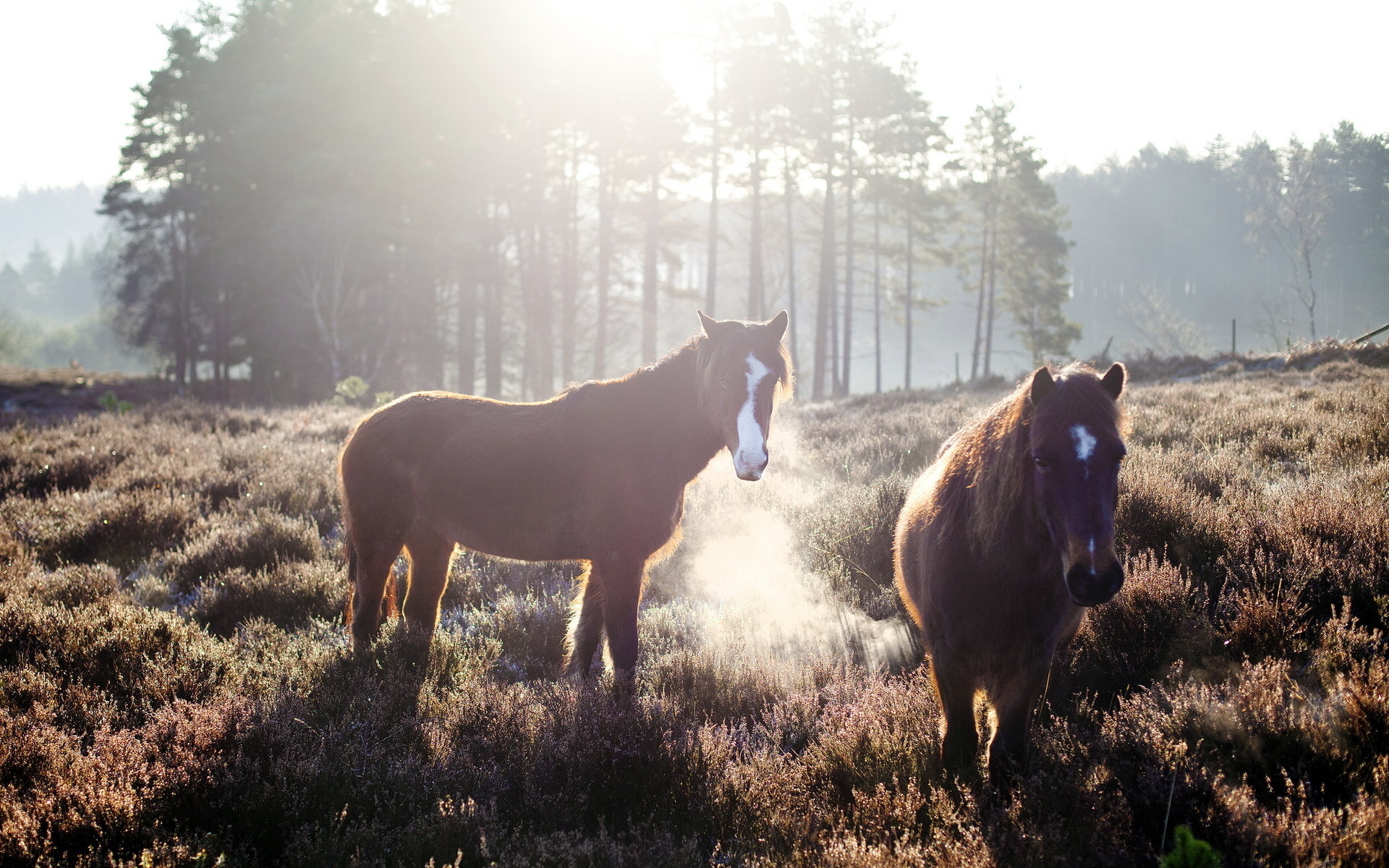 animal, horse, field, morning, sunrise