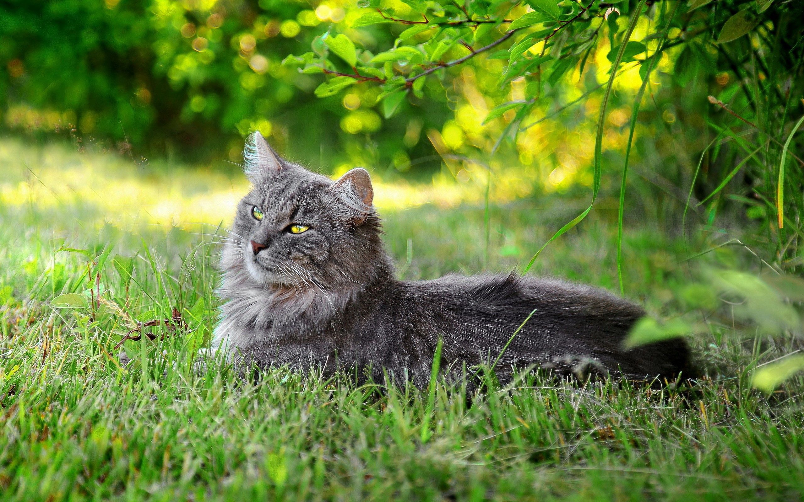 Download mobile wallpaper Grass, Animals, Fluffy, Rest, Sunlight, Relaxation, Cat for free.