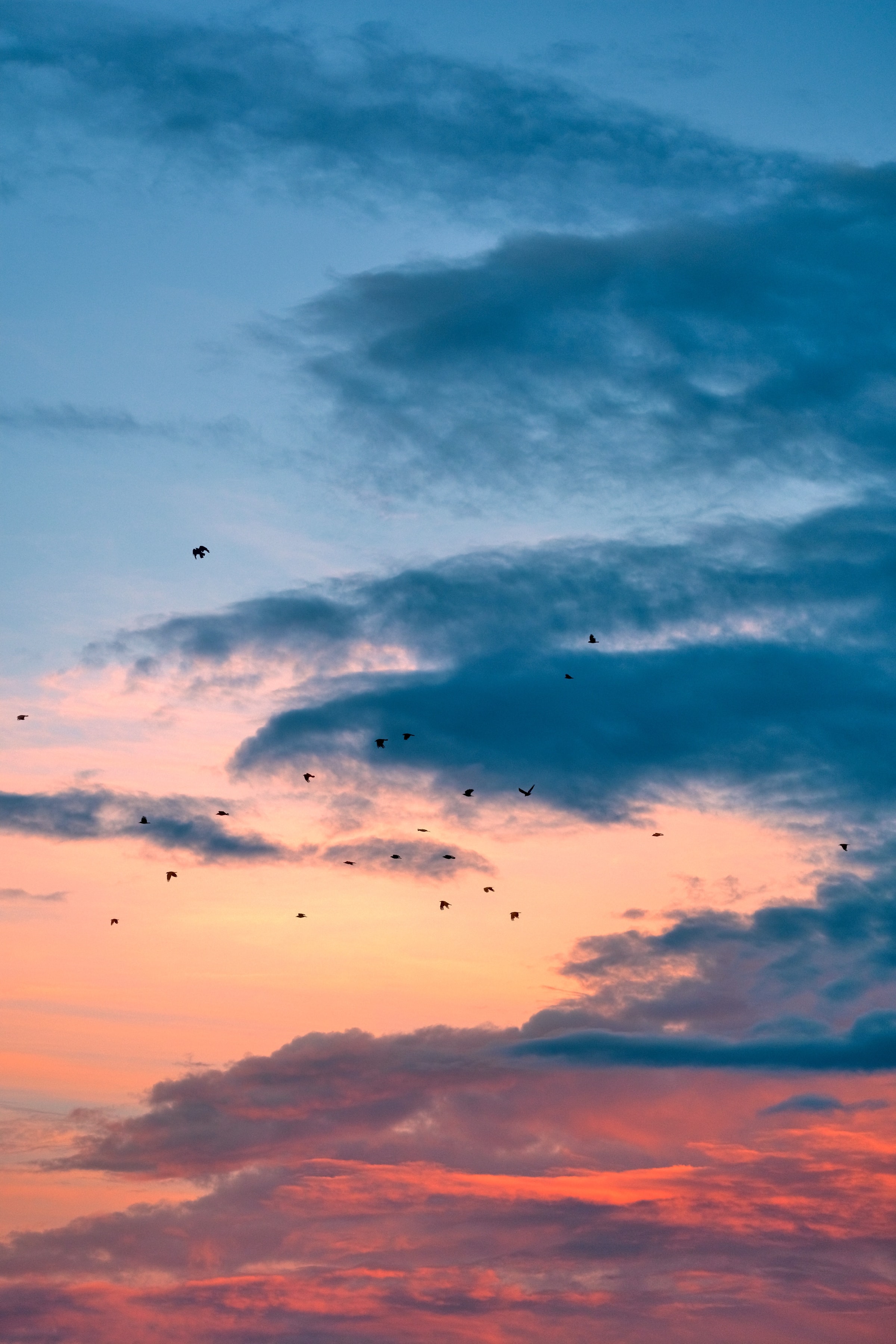 Download mobile wallpaper Clouds, Sunset, Flight, Nature, Birds for free.