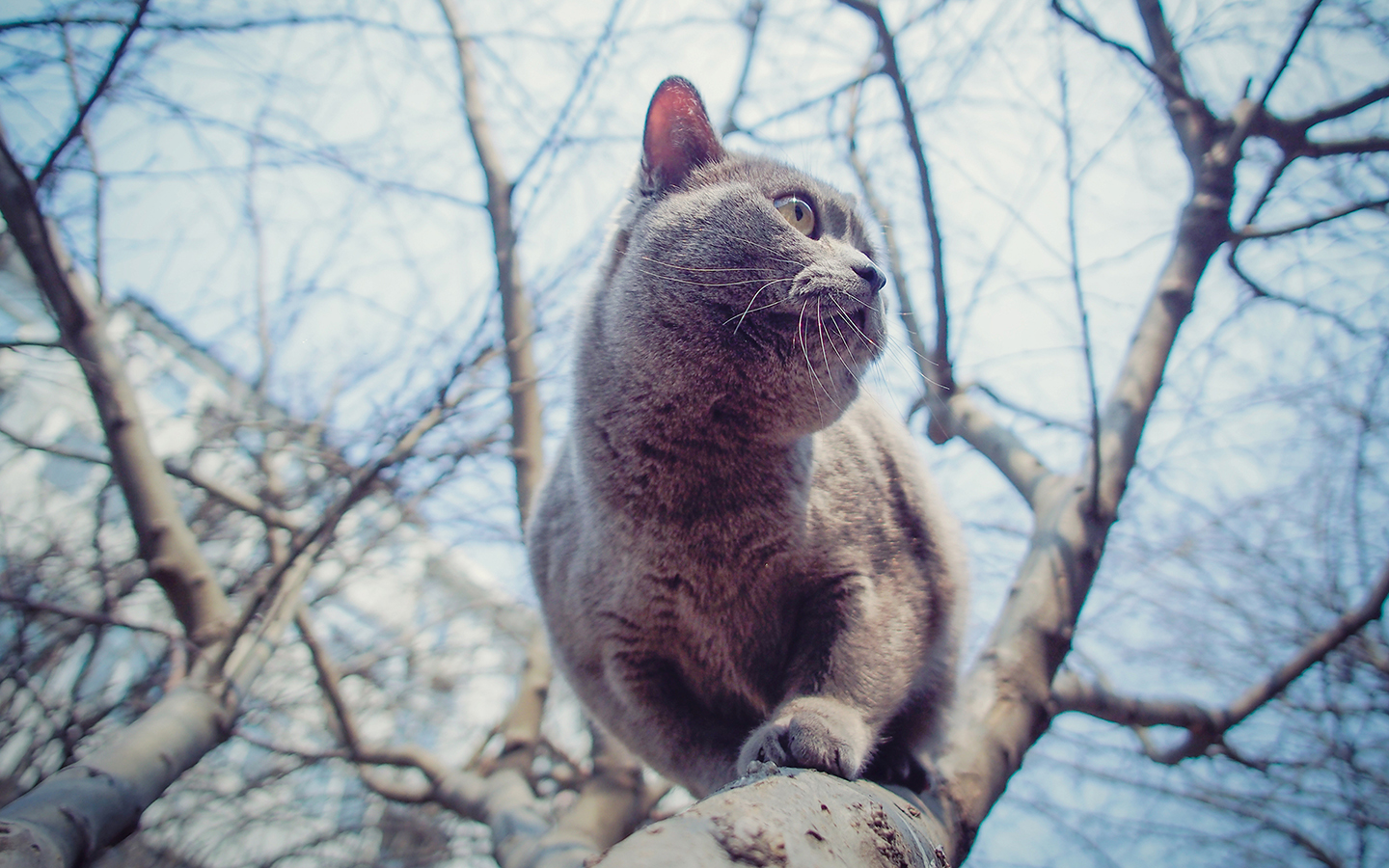 305385 Protetores de tela e papéis de parede Gatos em seu telefone. Baixe  fotos gratuitamente