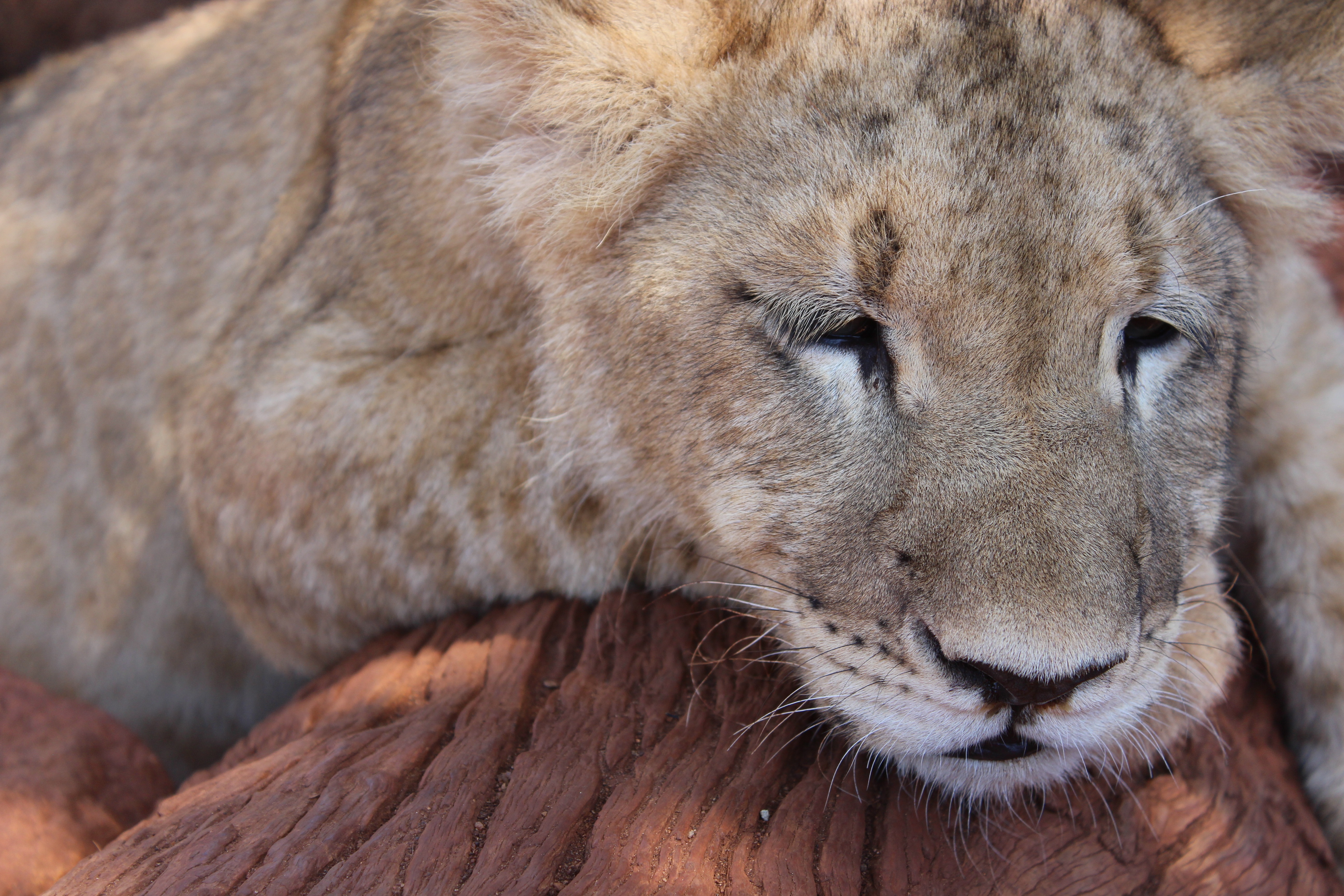 animals, muzzle, lion, predator, big cat, sleep, dream, lion cub
