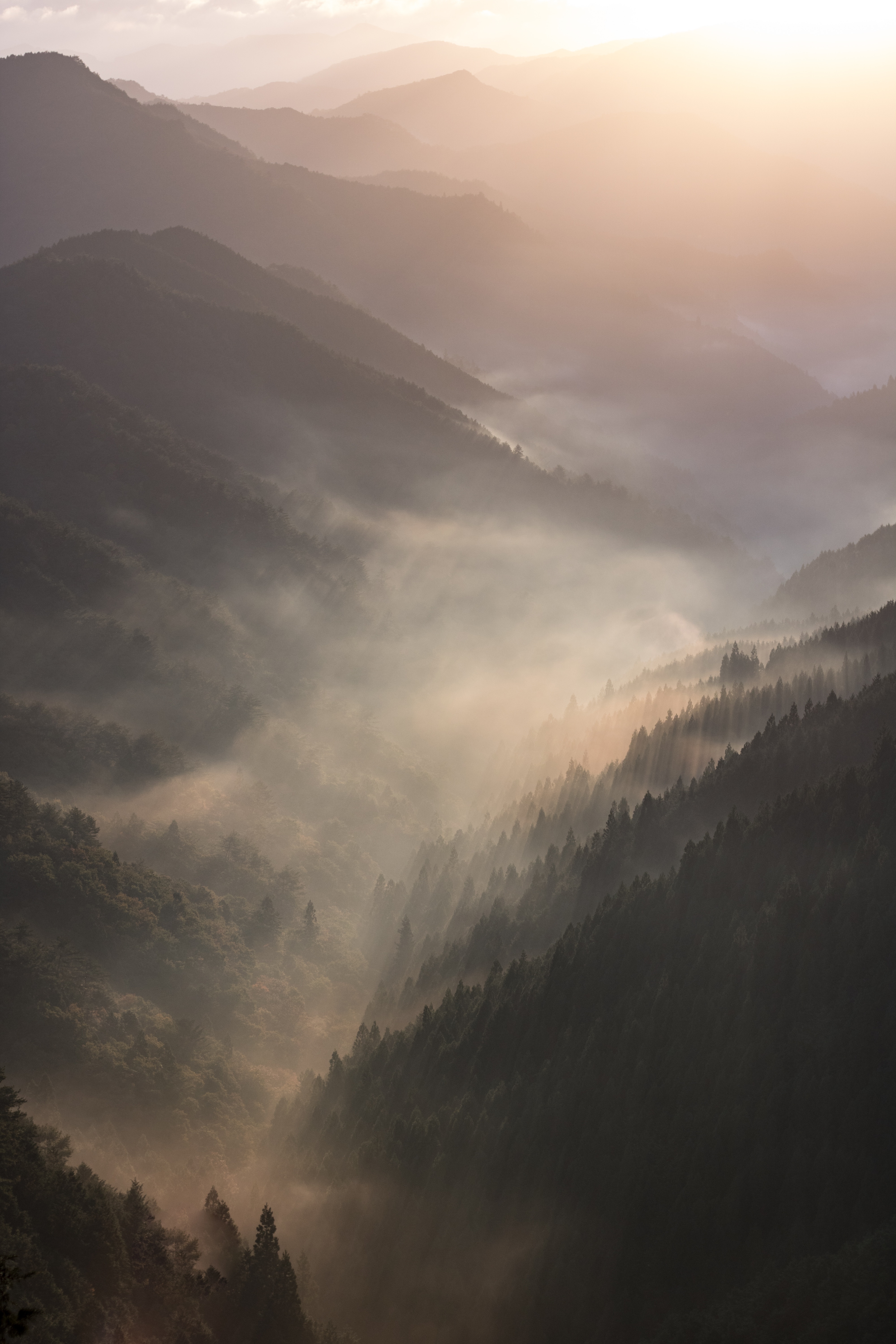 PCデスクトップに自然, 森林, 森, 霧, 山脈, 夜明け, 風景画像を無料でダウンロード