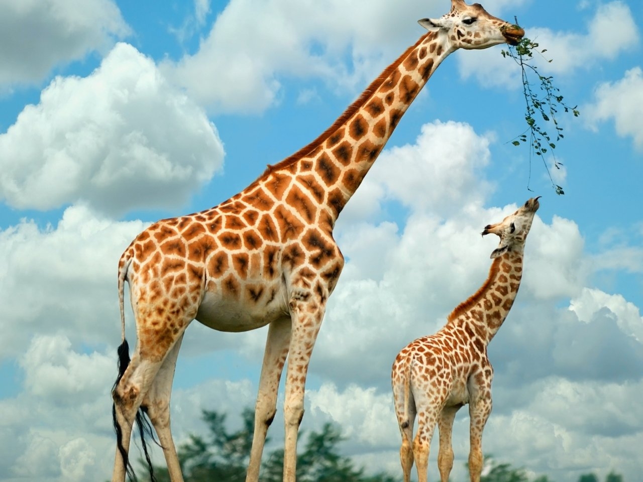 33778 baixar papel de parede girafas, animais - protetores de tela e imagens gratuitamente
