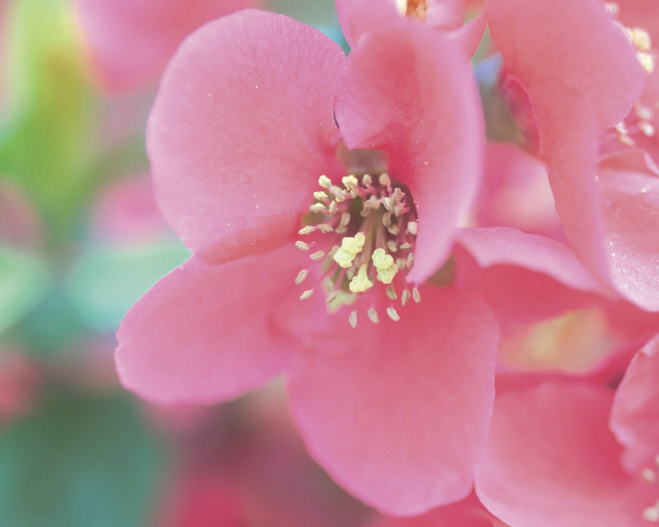 Descarga gratis la imagen Flor, Tierra/naturaleza en el escritorio de tu PC