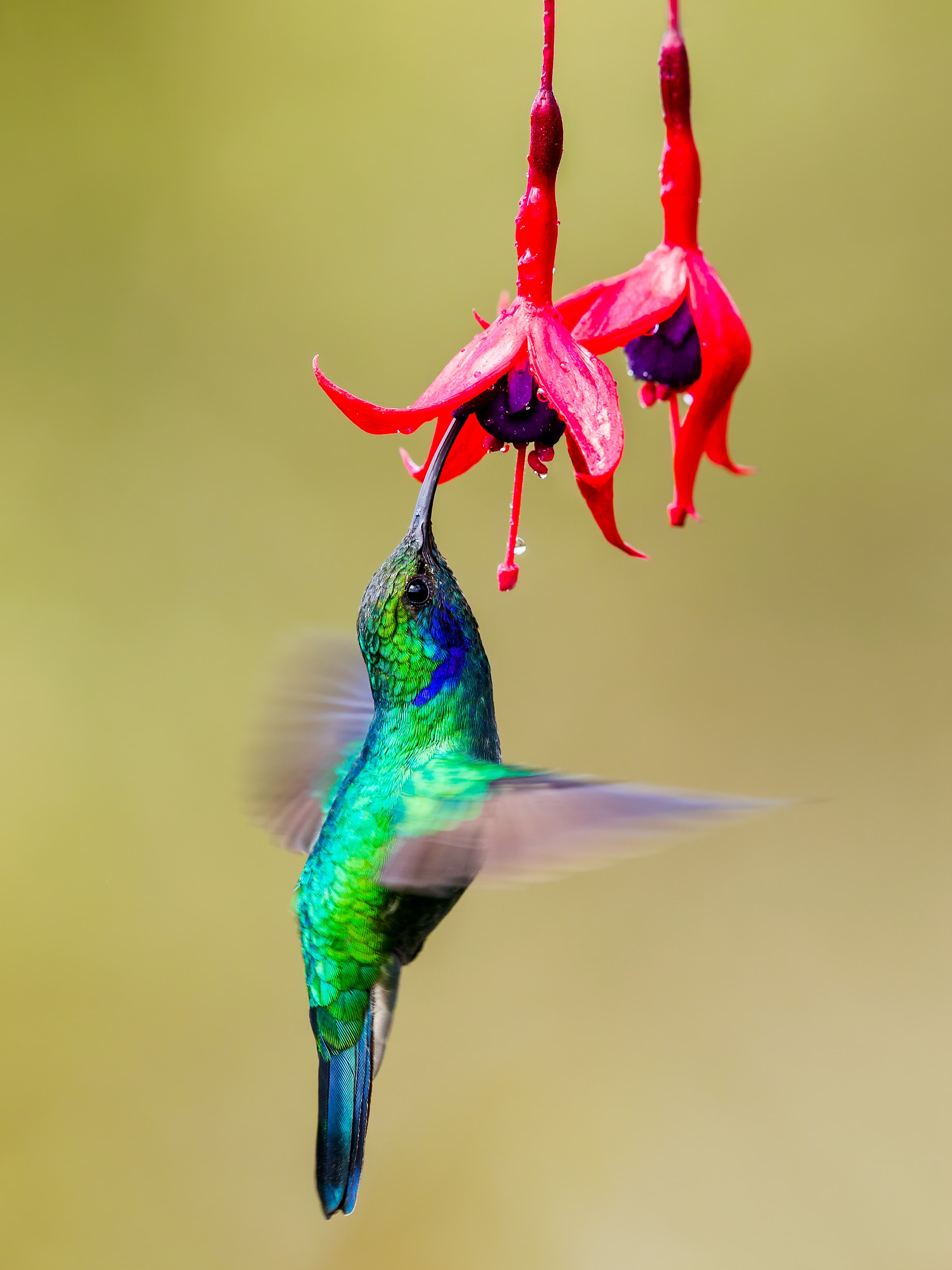 94683 скачать обои колибри, птица, яркий, фуксия, цветы, животные, крылья - заставки и картинки бесплатно