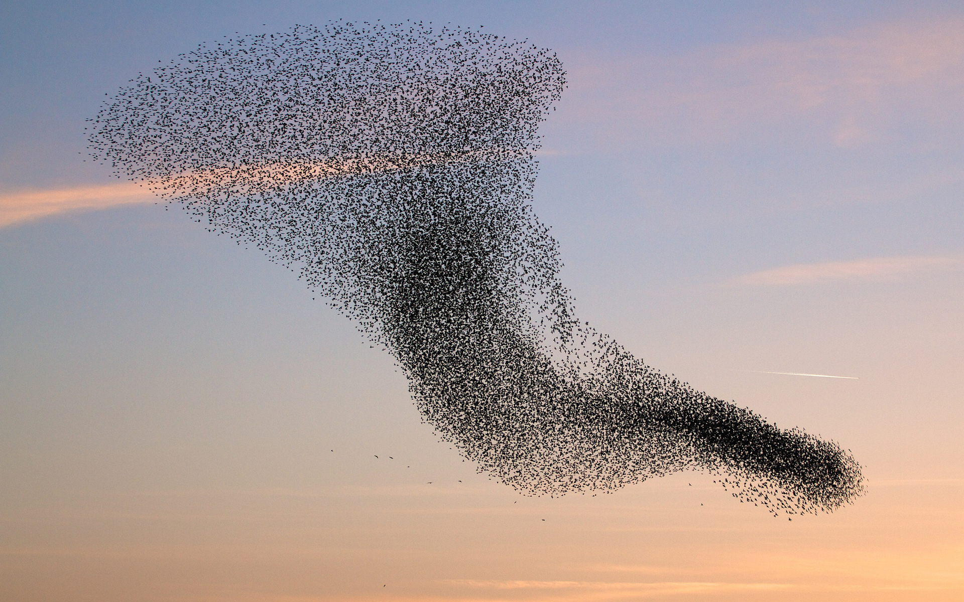 Baixe gratuitamente a imagem Animais, Aves, Pássaro na área de trabalho do seu PC