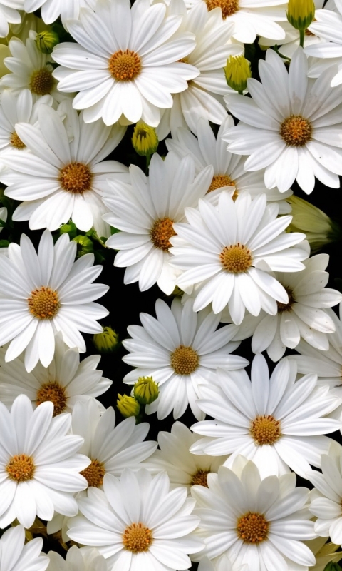 Download mobile wallpaper Flowers, Earth, Daisy for free.