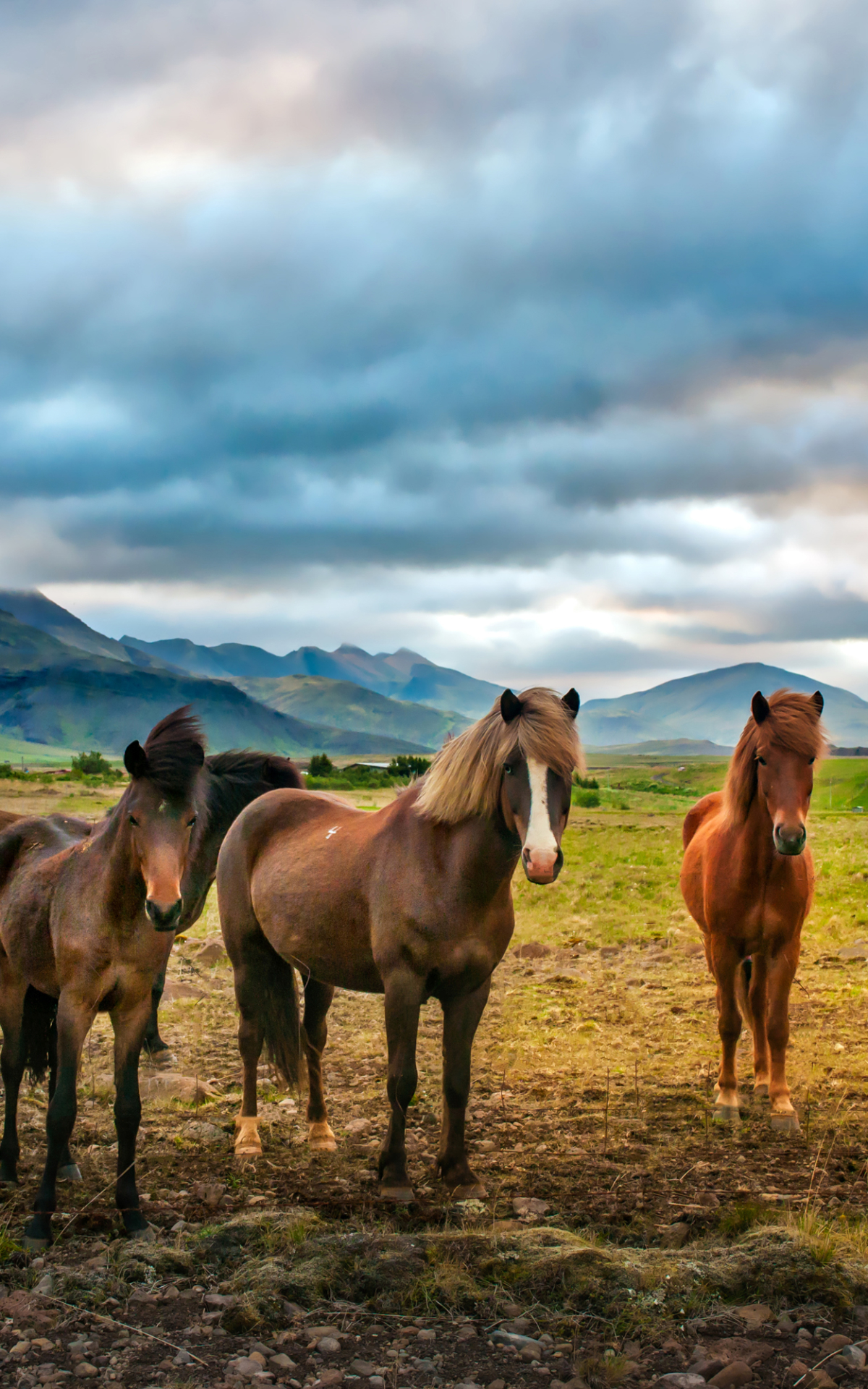 無料モバイル壁紙動物, 風景, 馬, クラウドをダウンロードします。