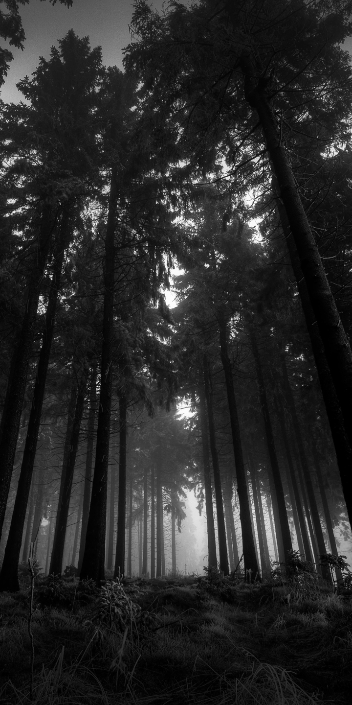 Téléchargez des papiers peints mobile Bois, Forêt, Le Noir, Terre/nature gratuitement.